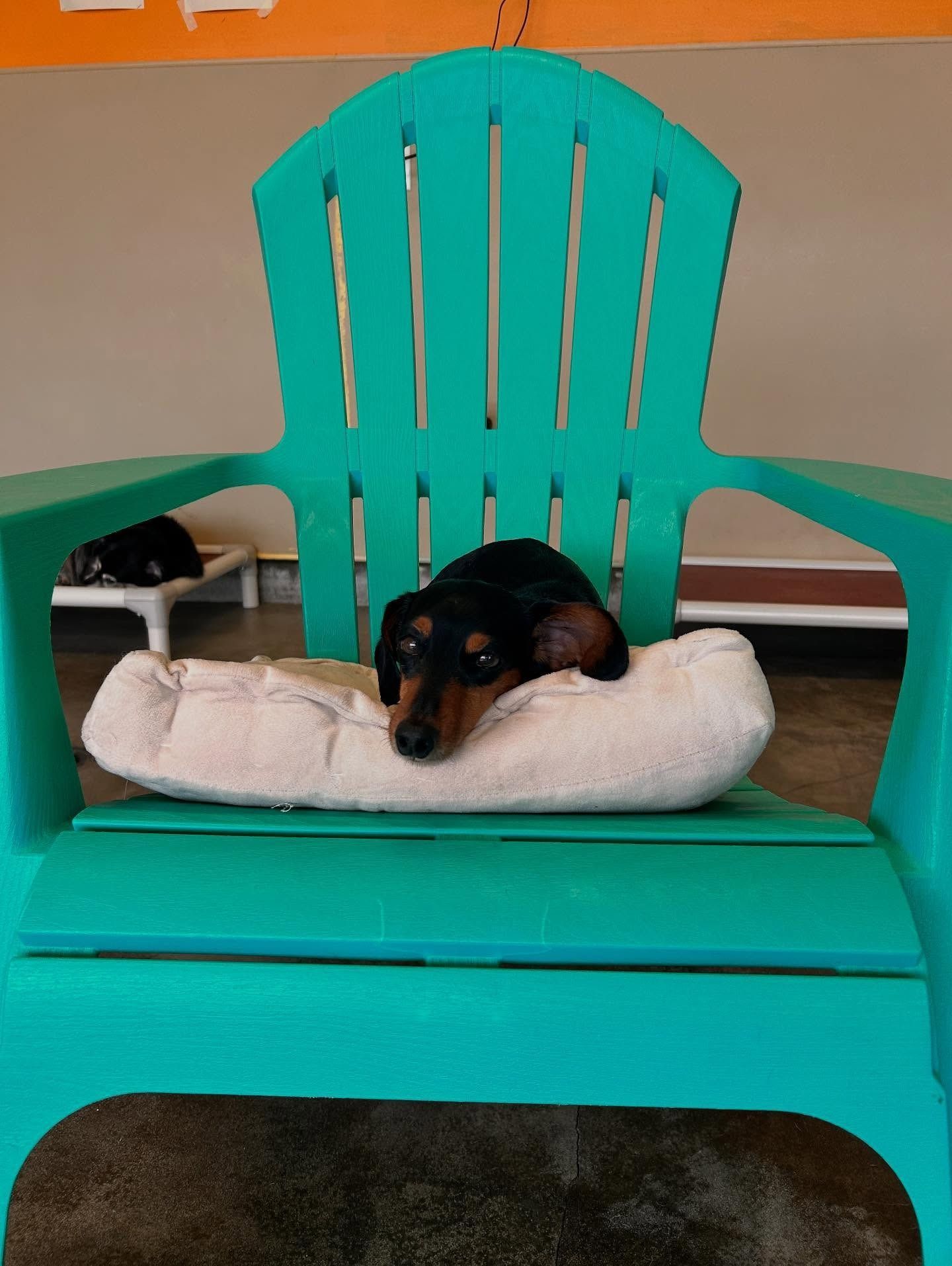 A black and tan dachshund rests its head on a soft, light-colored cushion placed on a bright turquoise Adirondack chair.