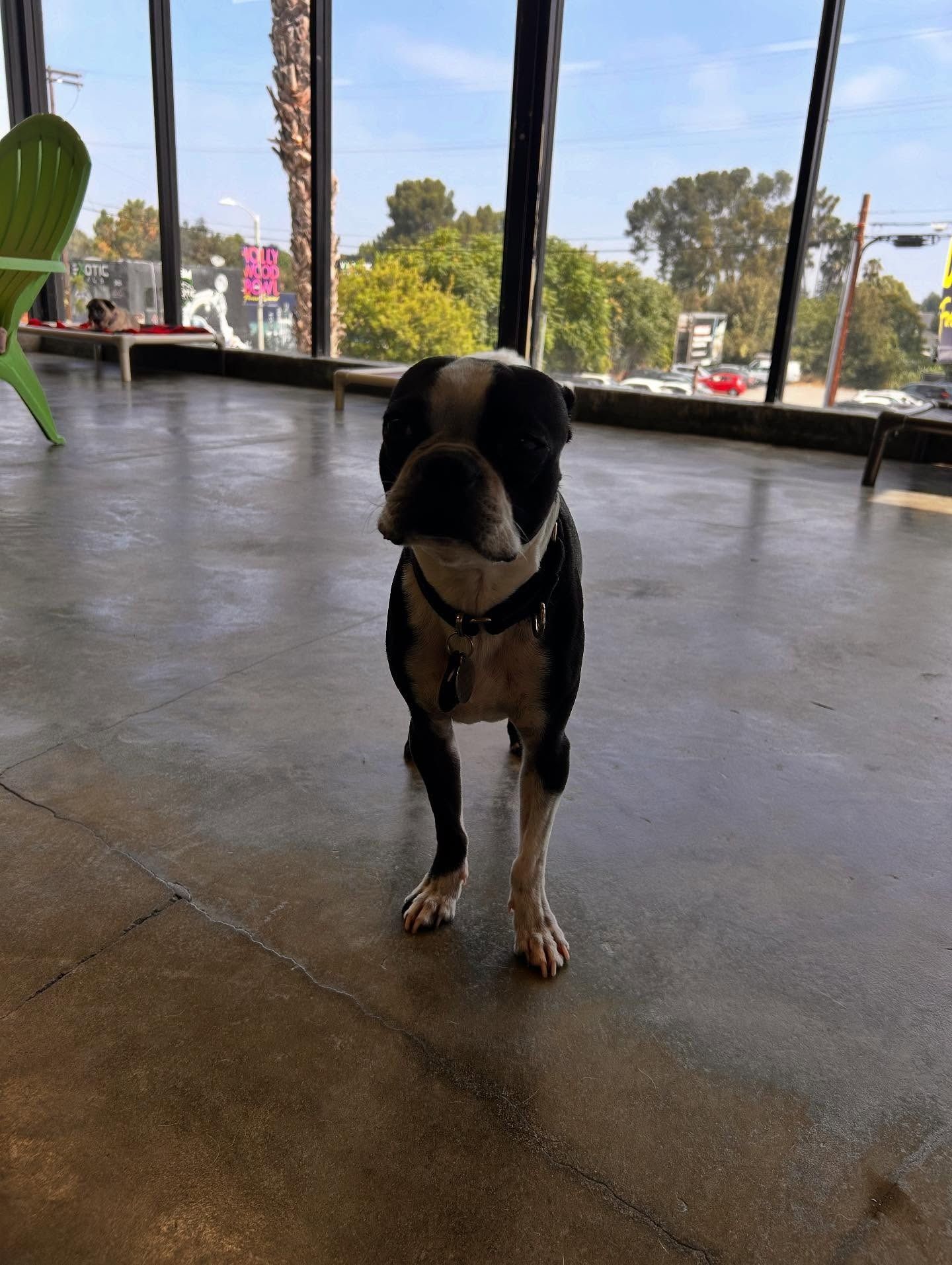 A Boston Terrier stands on a polished concrete floor in front of a windowed wall with a view of trees and cars outside.
