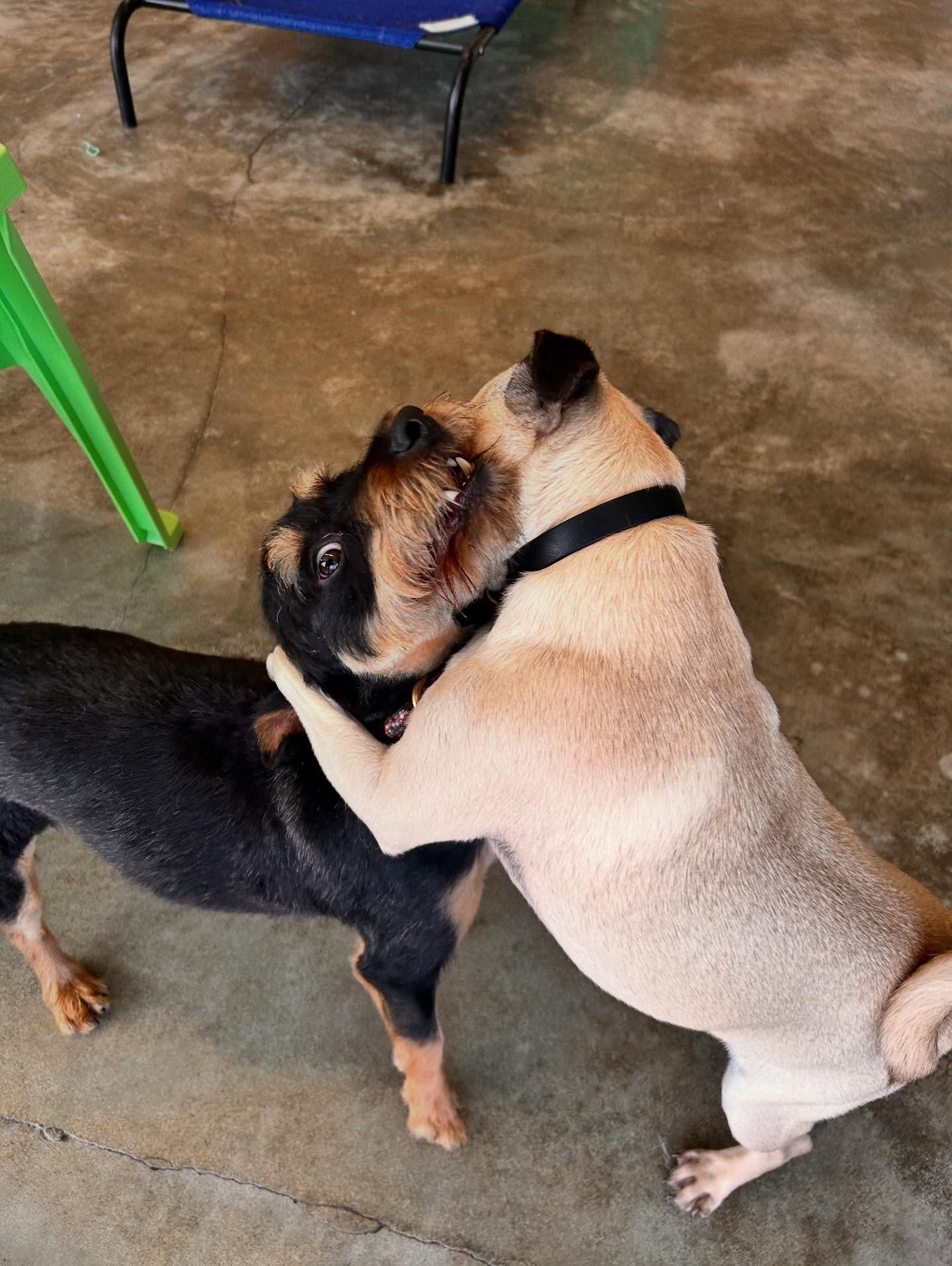 A tan pug standing on its hind legs to hug a black and tan dog on a concrete floor.