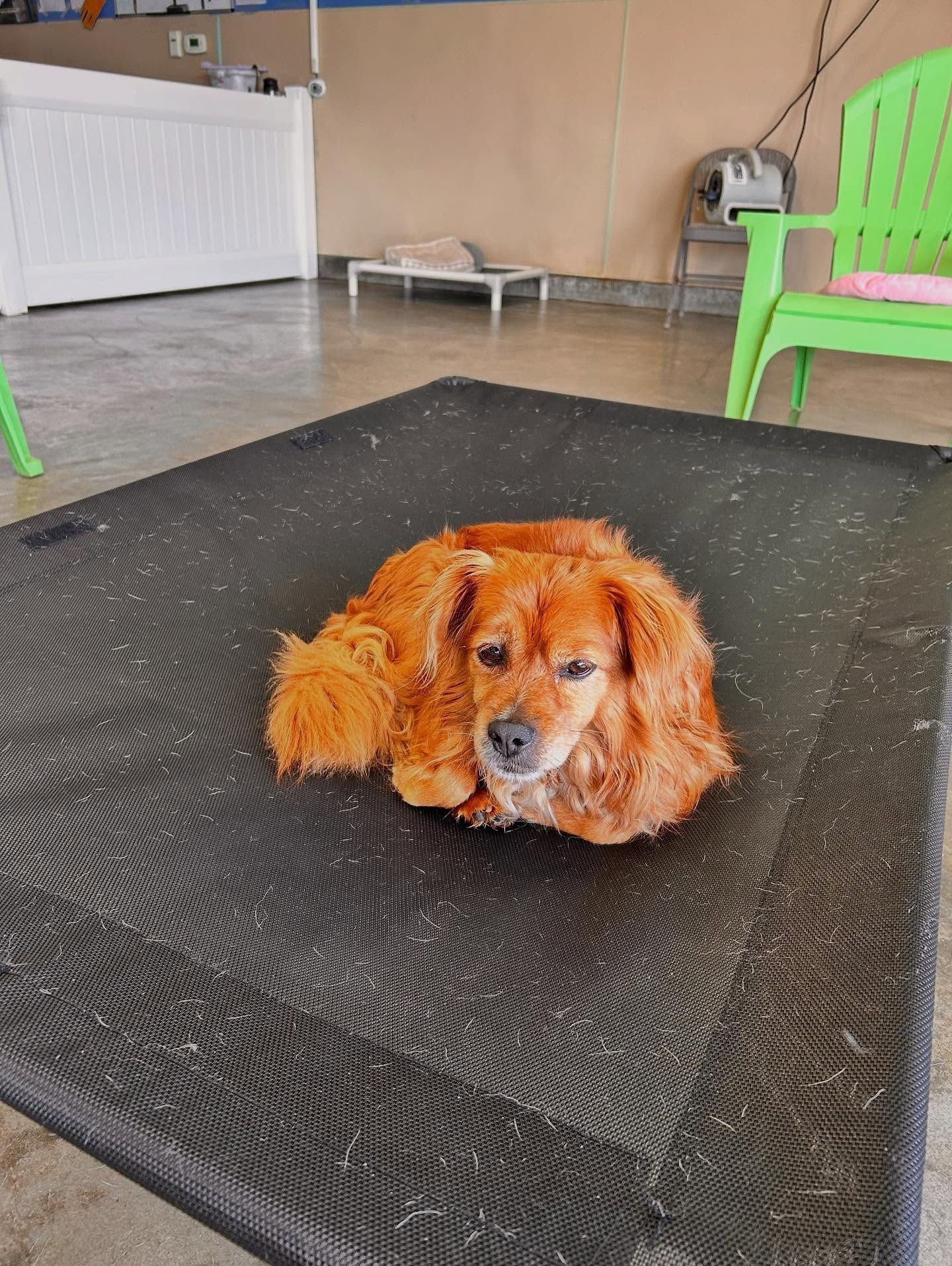 A fluffy, golden-brown dog rests on a large black raised mesh cot in a room with a lime-green chair.