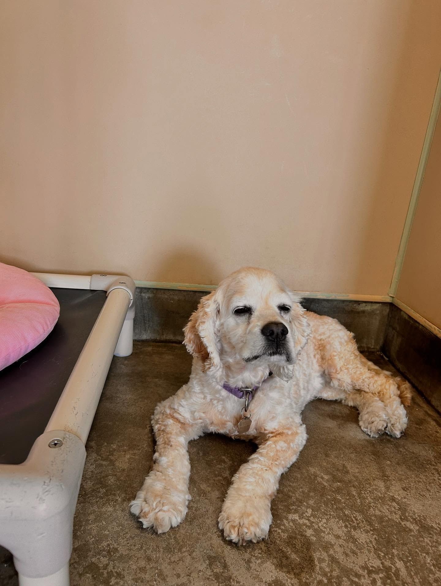A light-colored Cocker Spaniel with a purple collar resting on a concrete floor next to a pet cot.