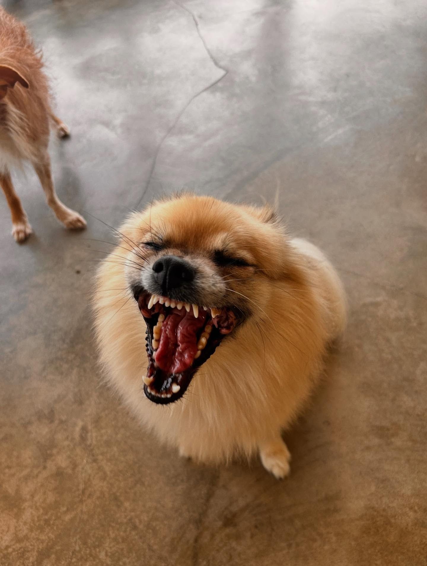 A fluffy, tan Pomeranian dog looking upward with its mouth wide open in a yawn.