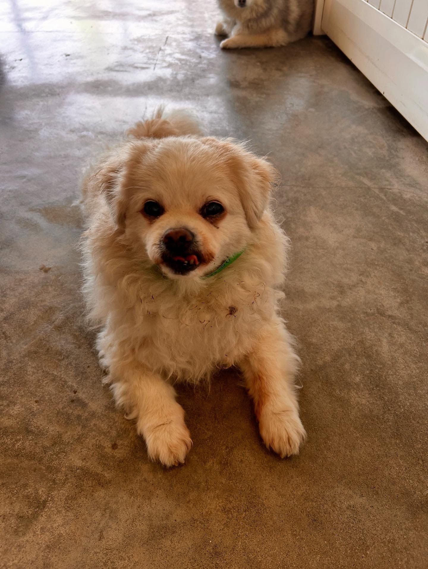 A cream-colored, fluffy small dog with a green collar looks at the camera while lying on a concrete floor.