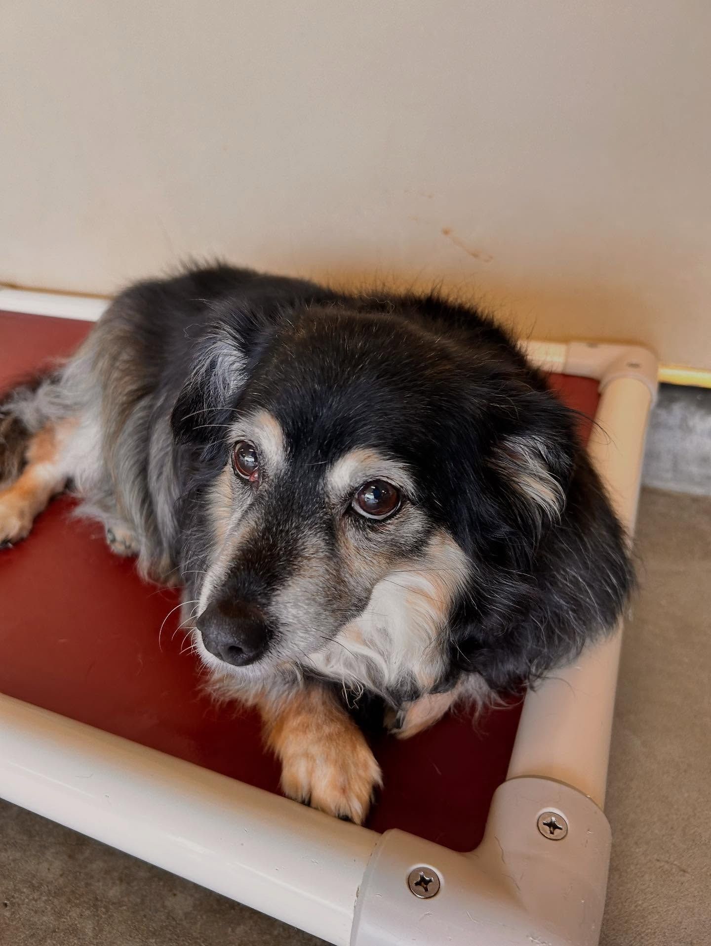 A small, fluffy dog with black and tan fur rests on a raised, maroon-colored cot.