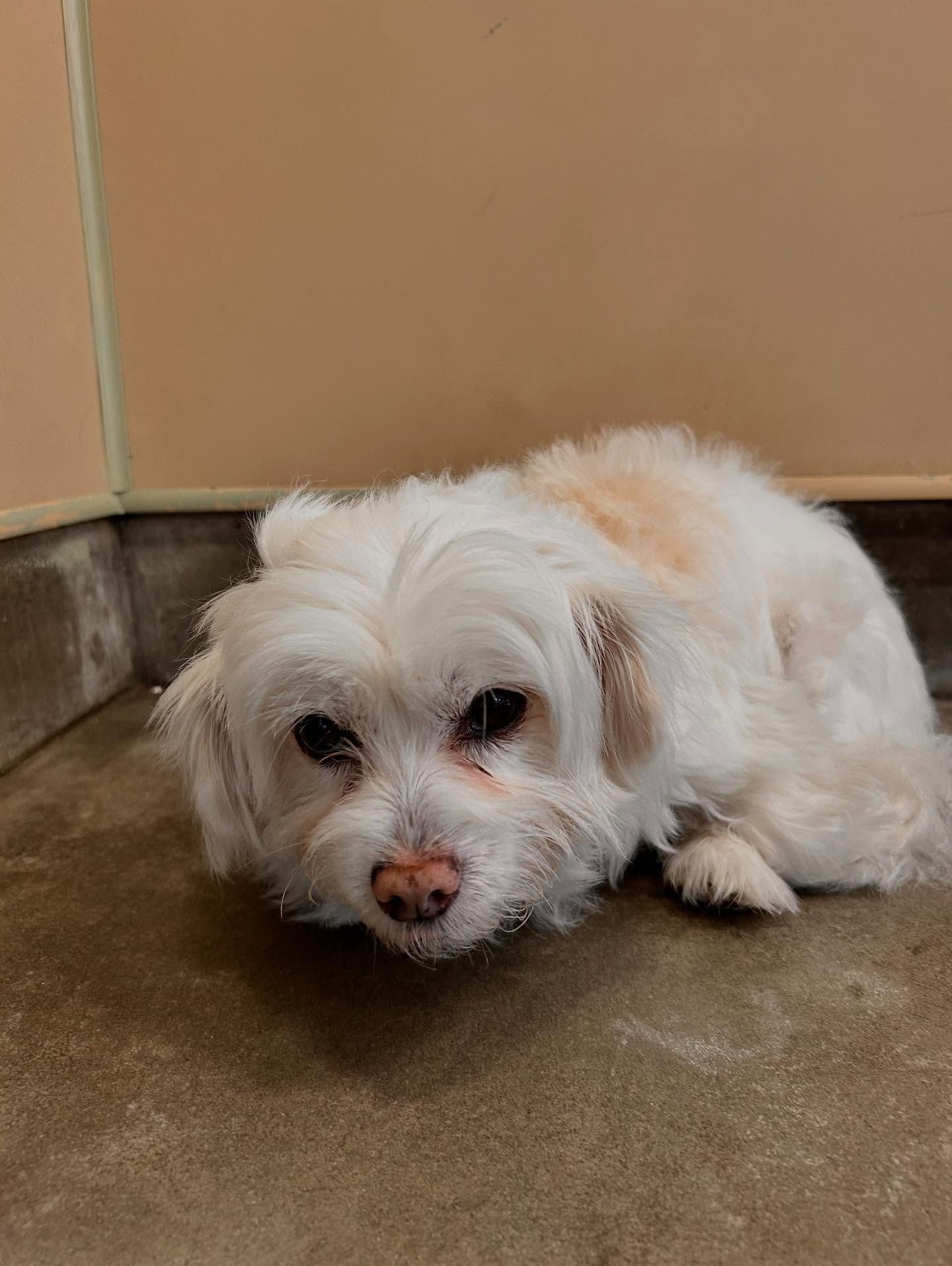 A small, white, scruffy dog with tan patches lies on a concrete floor in the corner of a room, looking toward the camera.