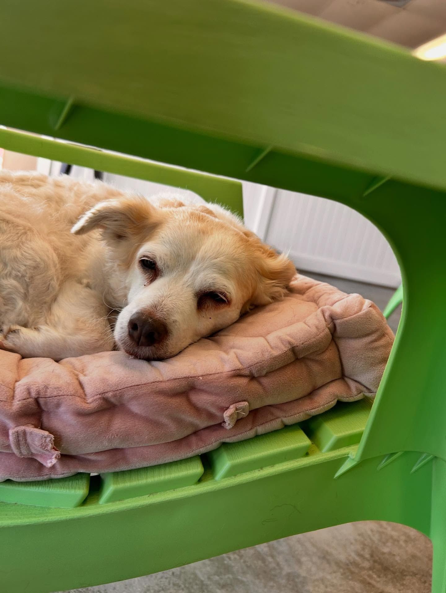 A light-colored dog rests its head on a pink cushion beneath a green chair.