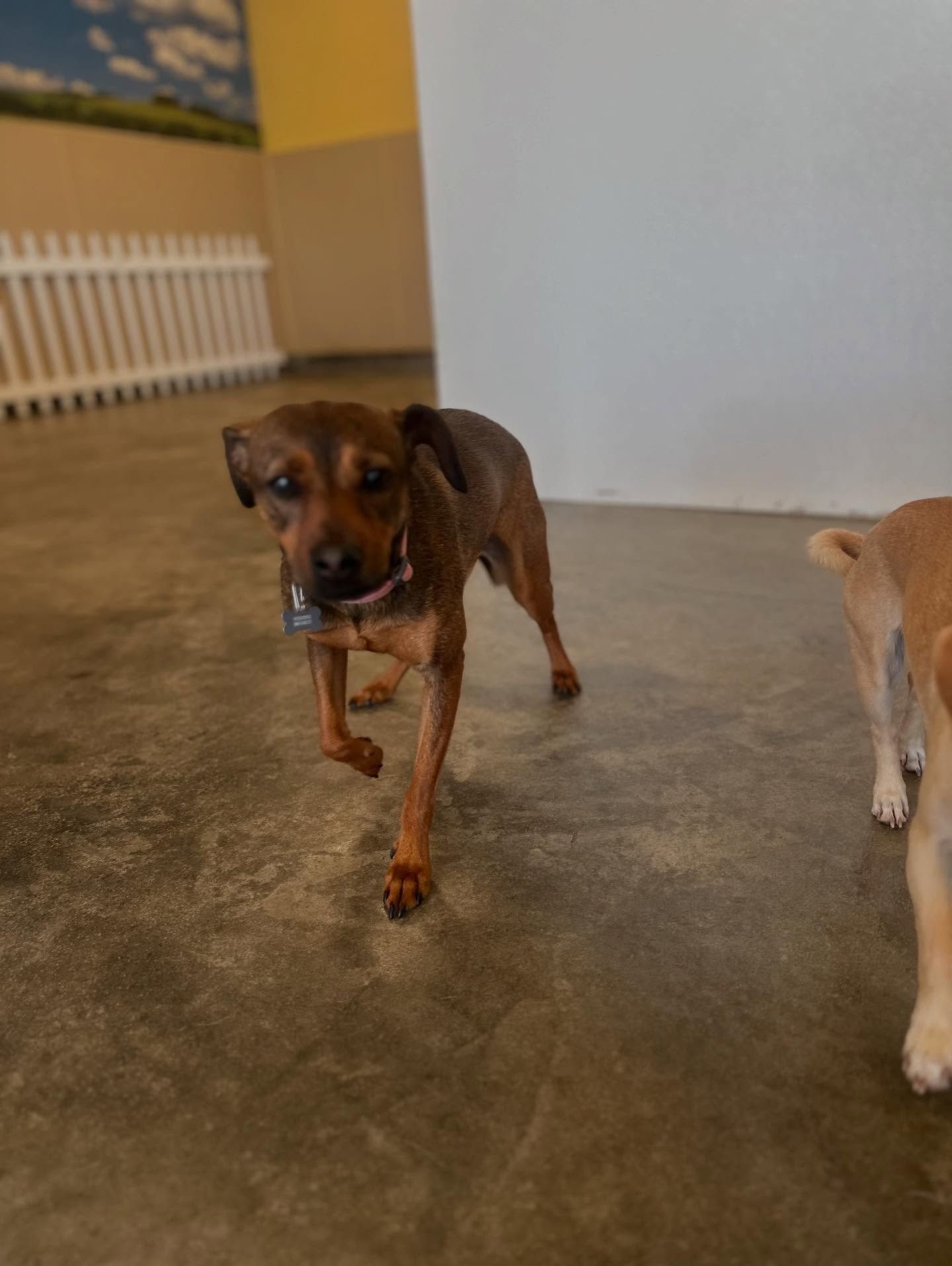 A brown dog with a collar standing on a concrete floor in an indoor space with a white fence in the background.