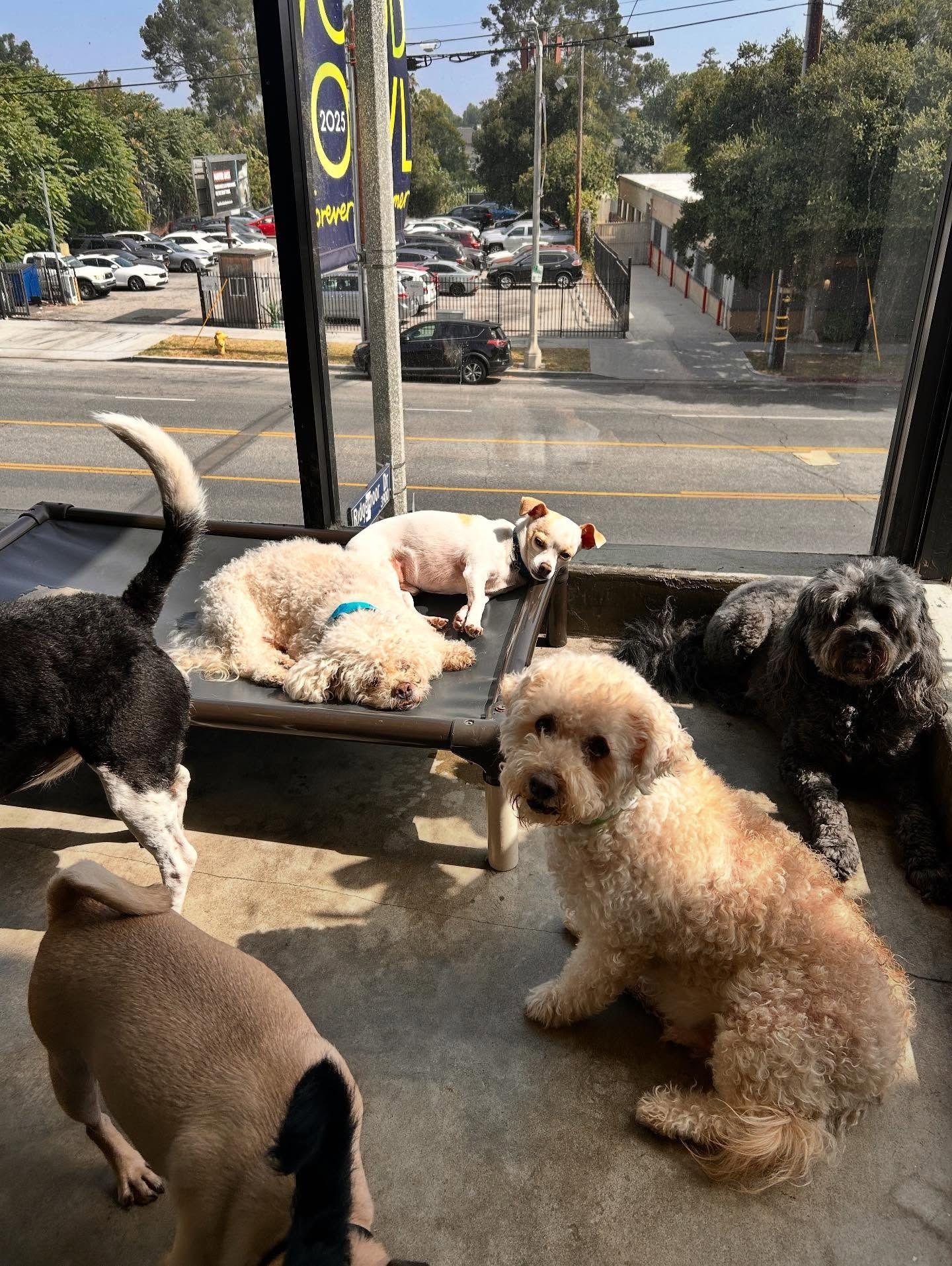 Several dogs of various breeds and colors relaxing together on a indoor floor and a raised pet cot.