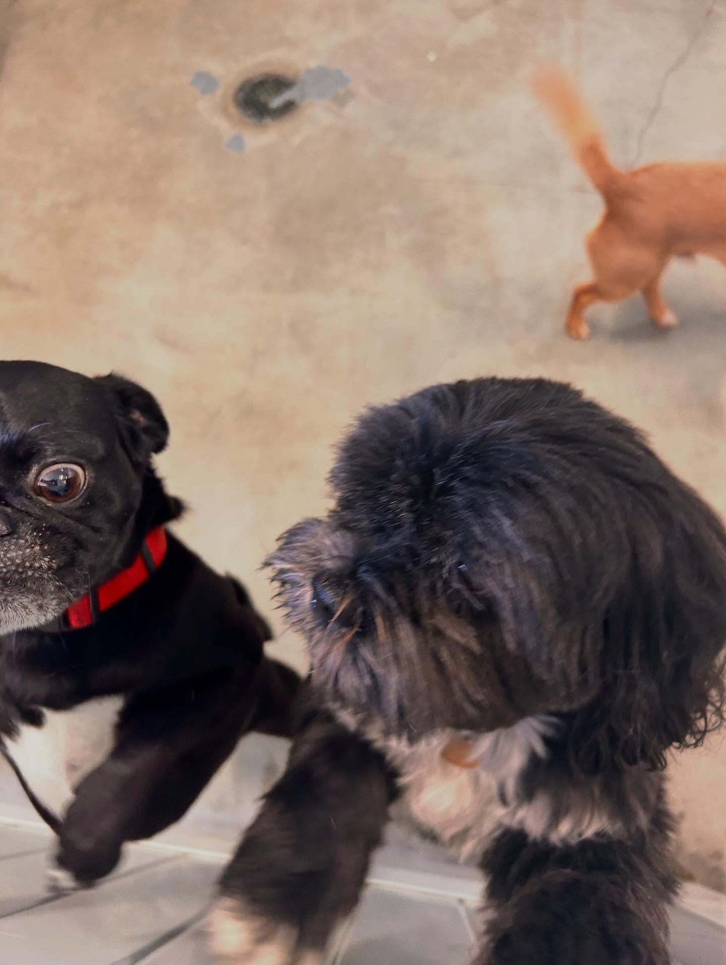 Two dogs look up toward the camera, one black pug with a red collar and a fluffy black-and-white dog, with a third dog behind.