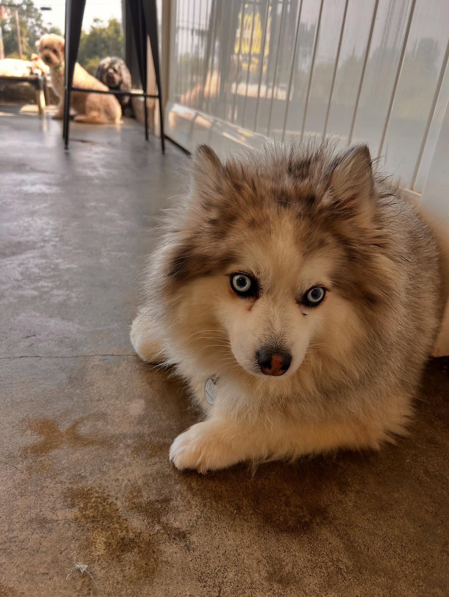A fluffy, light brown and white dog with striking blue eyes lies on a concrete floor near a glass door.
