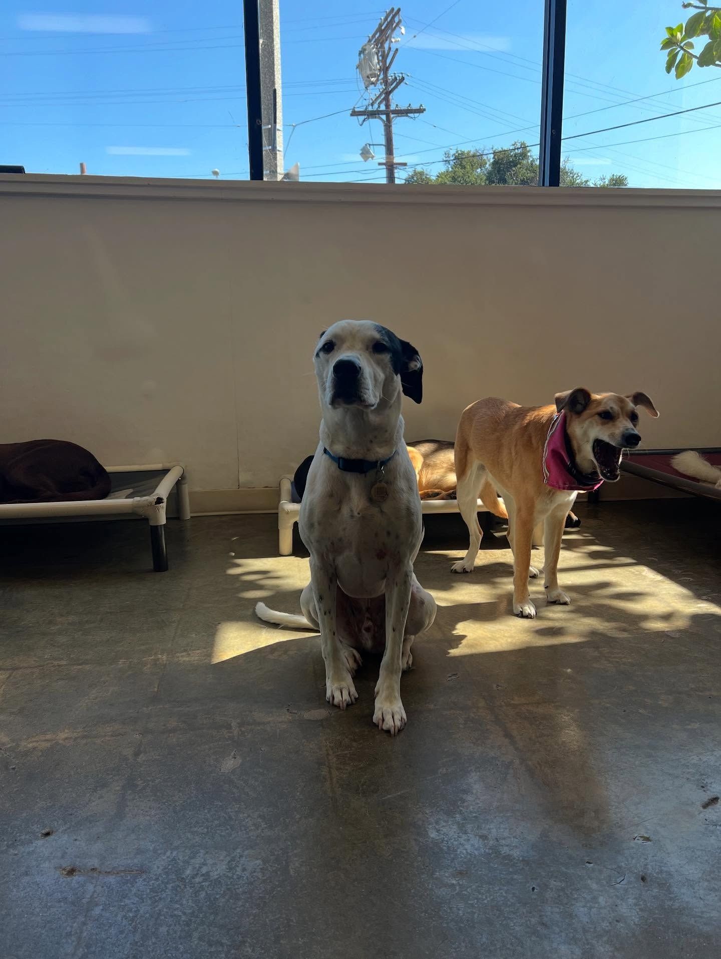 Two dogs sit on a patio; one is white with black spots and the other is light brown with a pink collar.