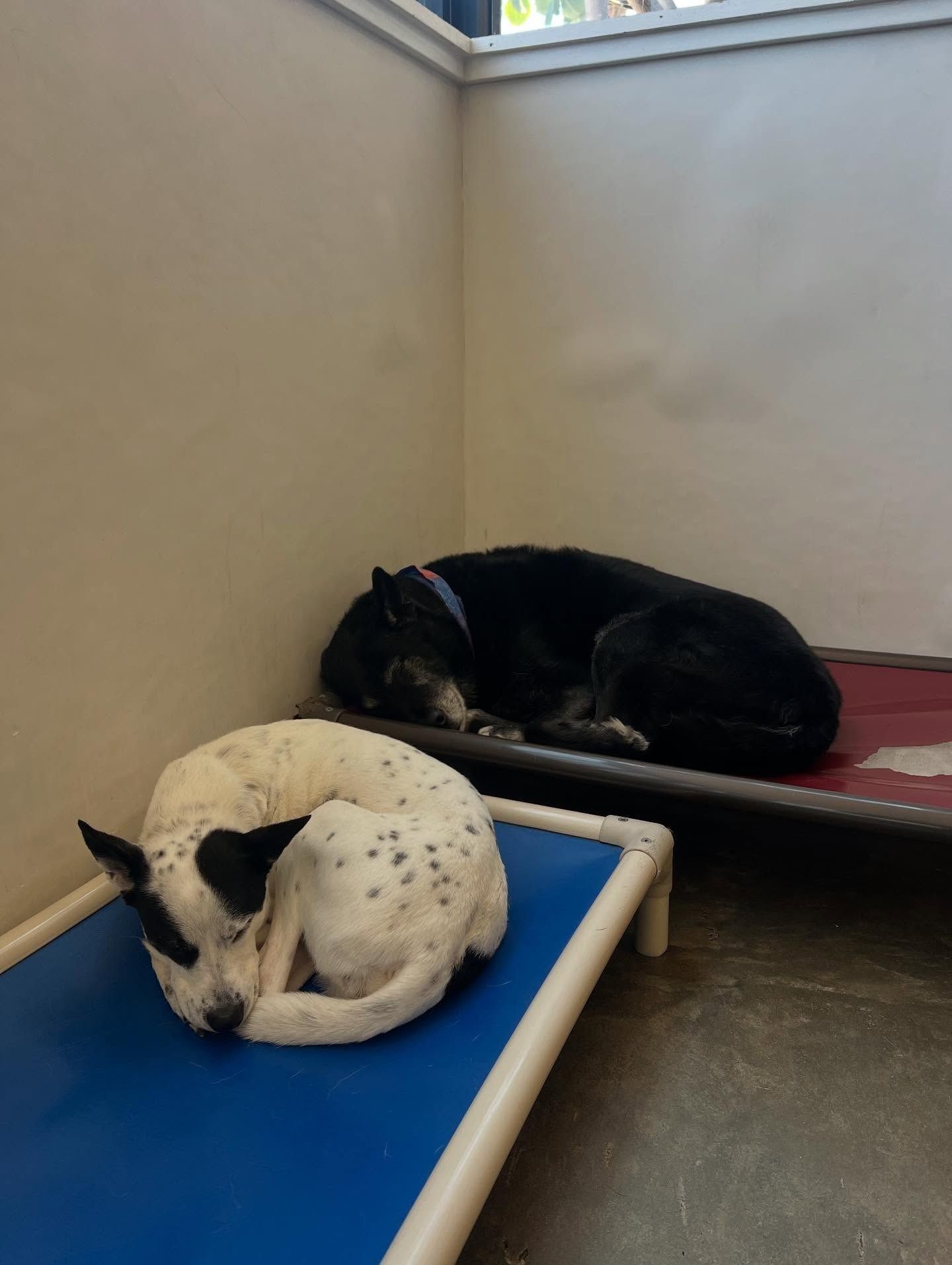 Two dogs sleep on raised pet beds in a corner: one white with black spots and one solid black.