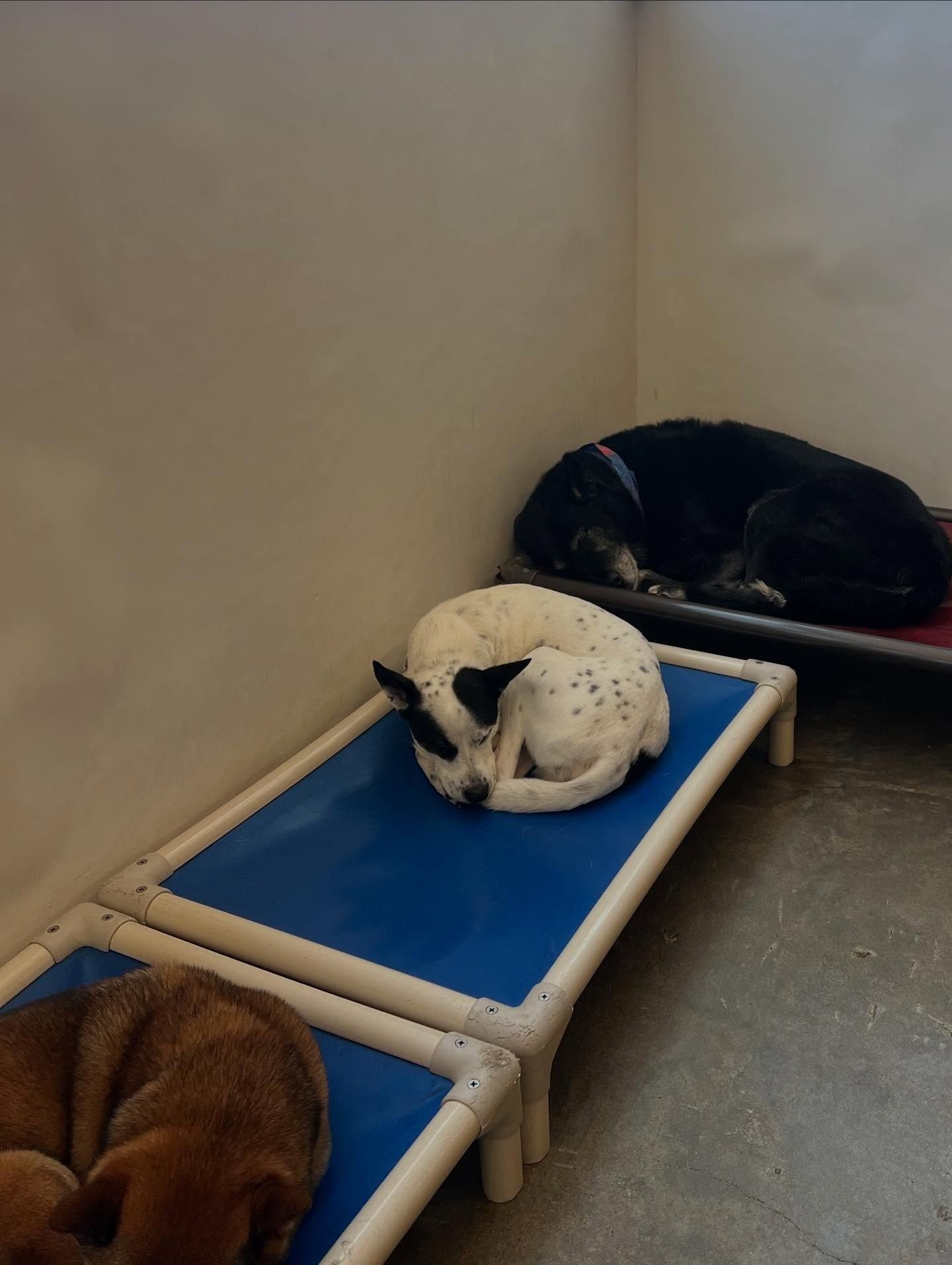 Three dogs sleeping on raised pet cots in an indoor kennel setting.