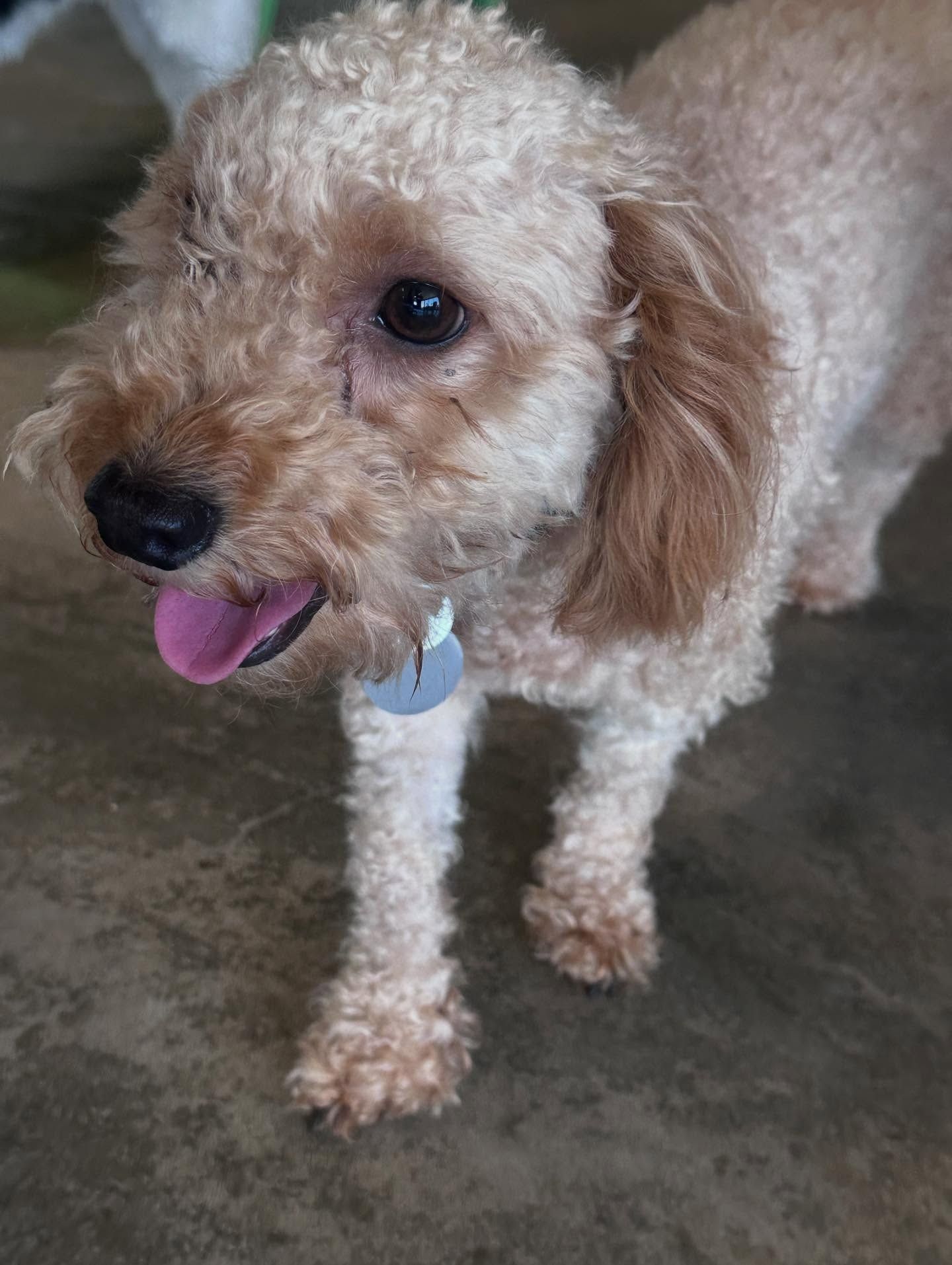 A light brown, curly-haired puppy stands on a concrete floor with its mouth open, looking toward the camera.