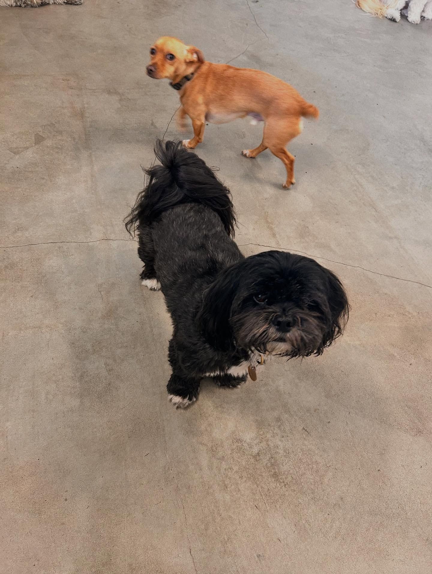A black dog looks toward the camera while a smaller, tan dog stands in the background on a concrete floor.