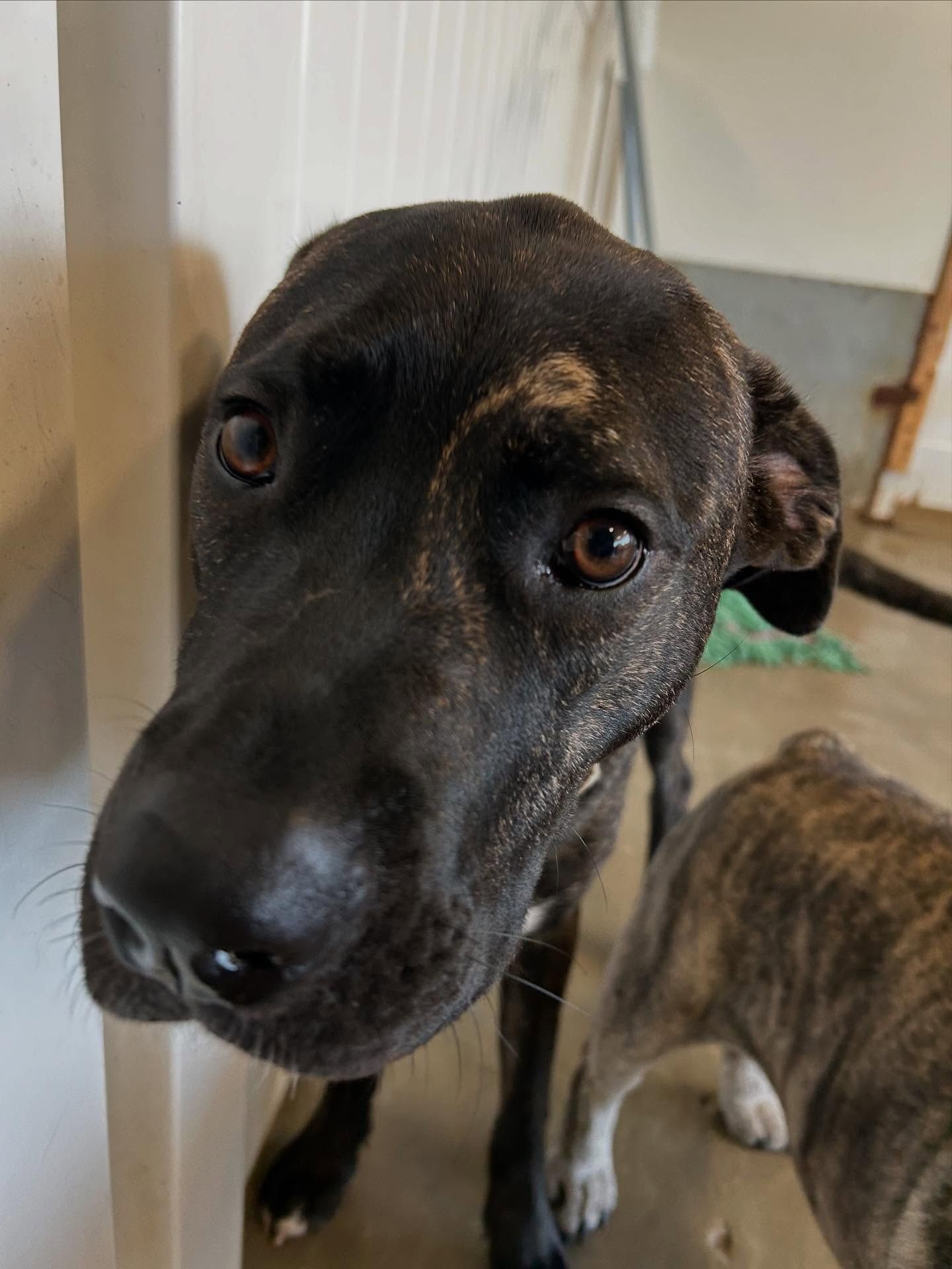 A close-up of a black dog looking directly at the camera, with a small patch of light-colored fur on its forehead.