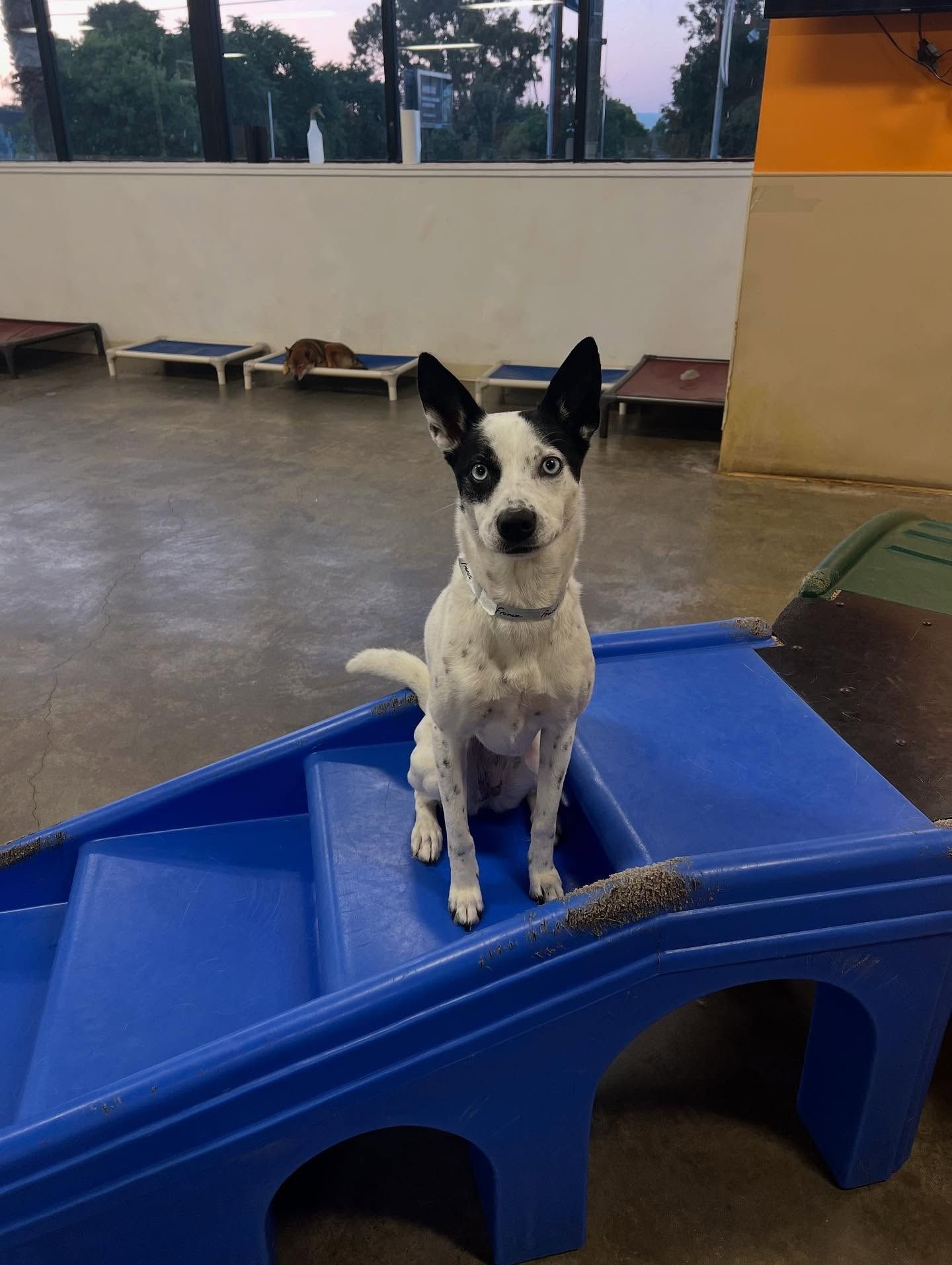A white and black-spotted dog with one blue eye sits on a blue plastic play structure in an indoor dog daycare.