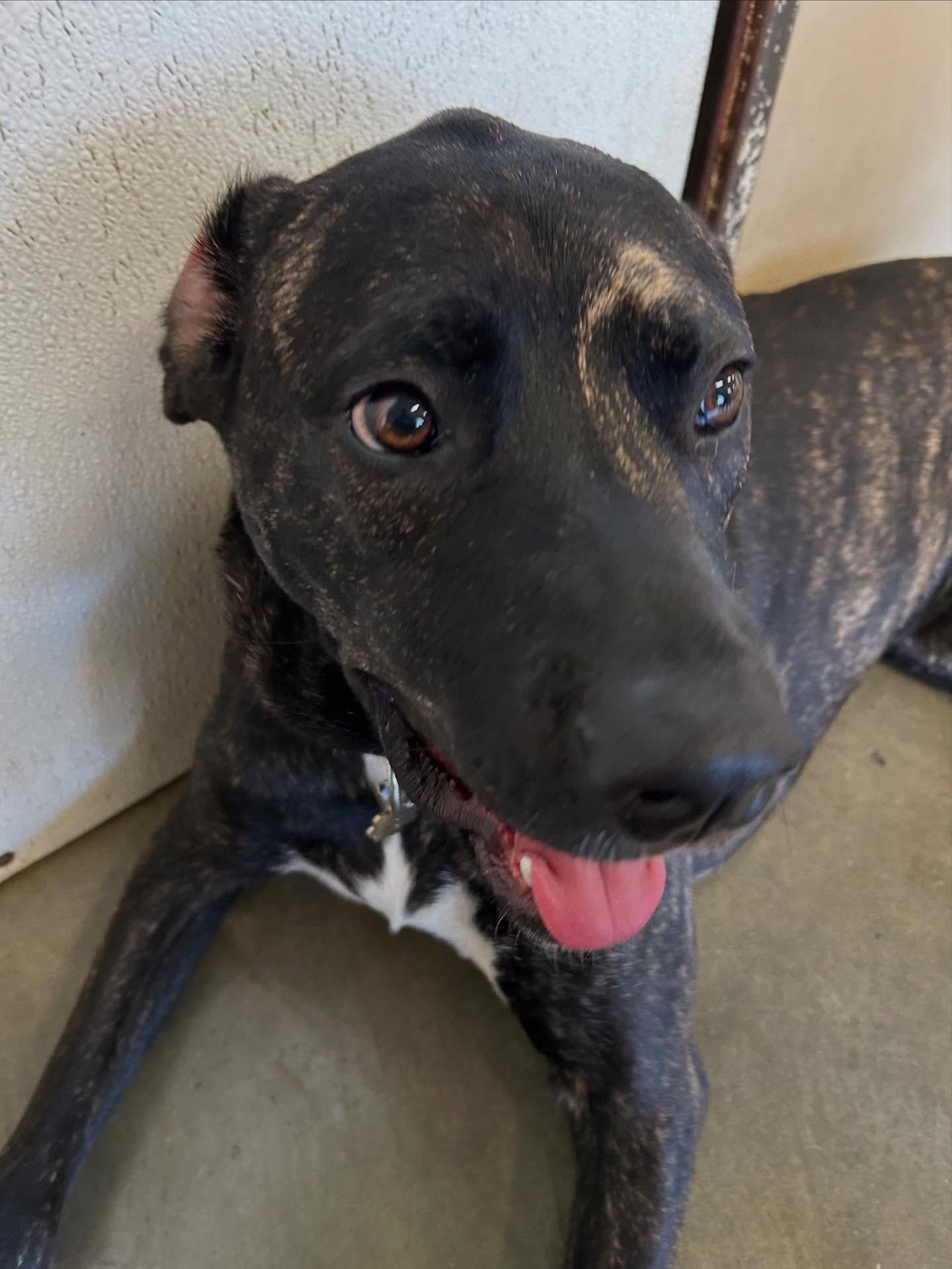 A dark, brindle-patterned dog with a white chest patch looks toward the camera with its tongue hanging out.