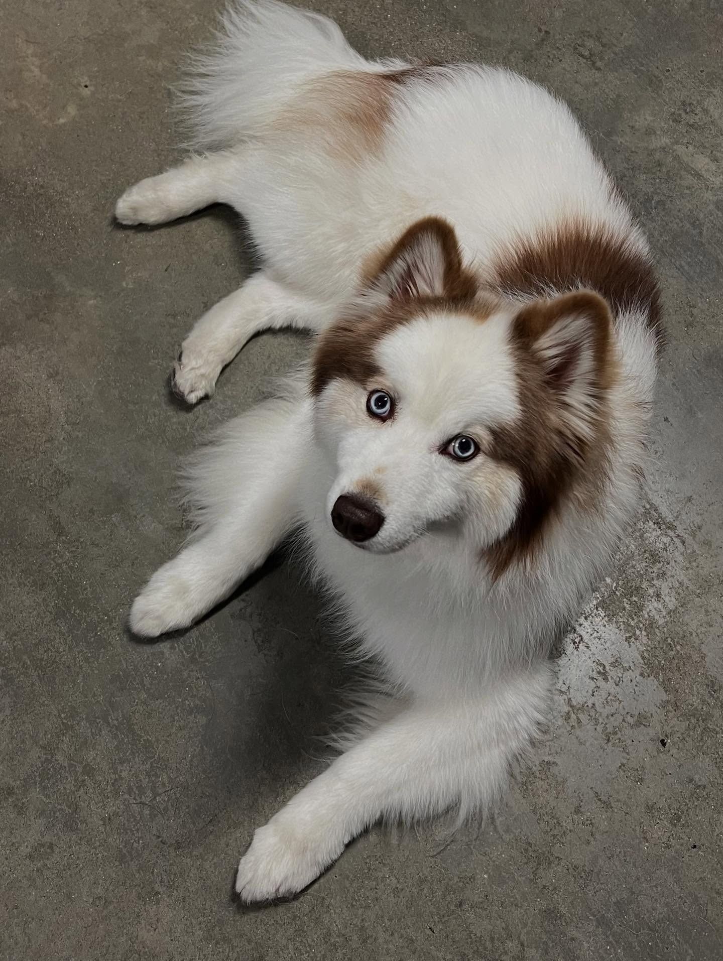 A fluffy white and brown Siberian Husky with bright blue eyes, lying on a gray concrete floor and looking upward.