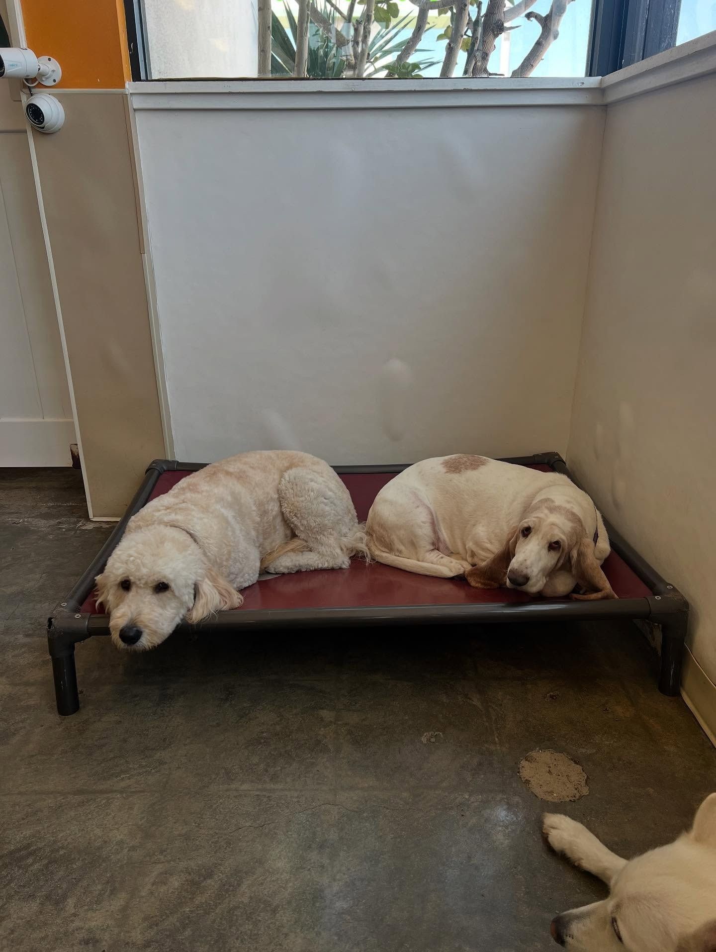 Two light-colored dogs resting on a raised dog bed in the corner of a room, with another dog partially visible below.