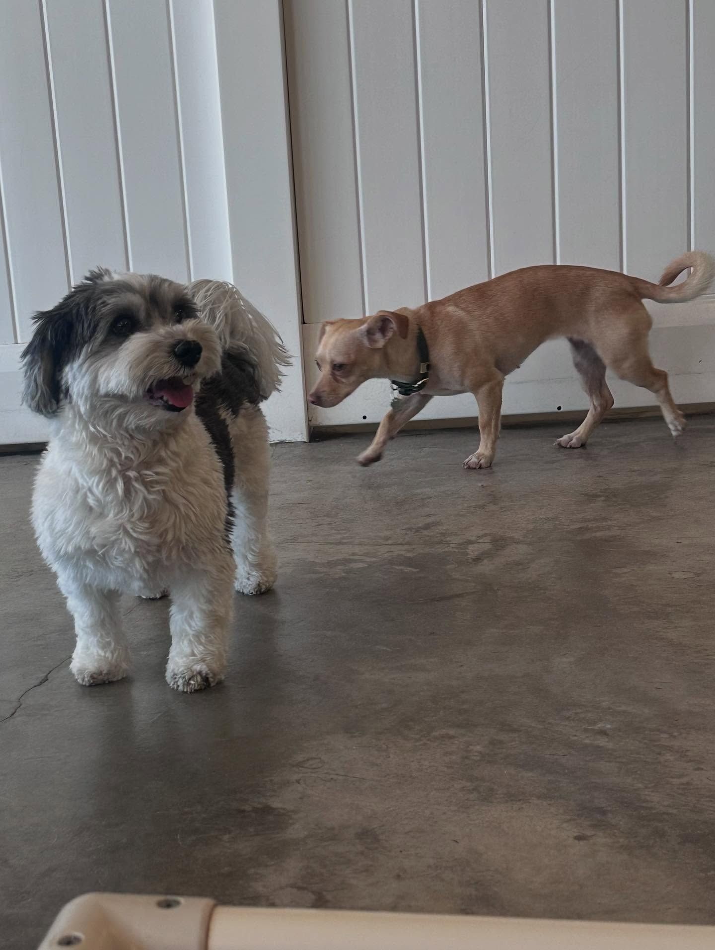 Two dogs standing on a gray floor. A small white and black shaggy dog faces forward, while a tan dog walks behind it.