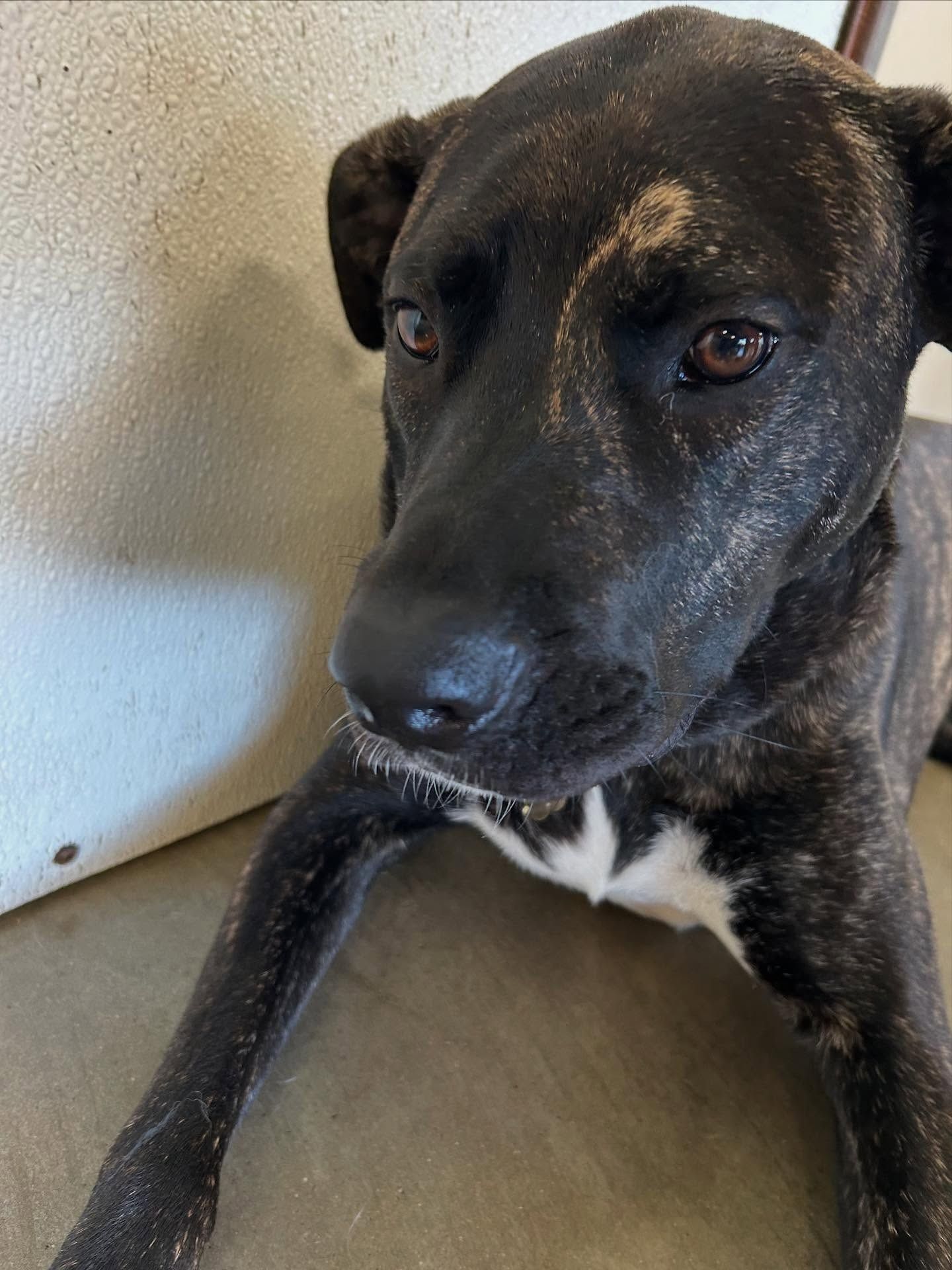 A close-up of a brindle dog with a white patch on its chest, looking toward the camera against a plain wall.
