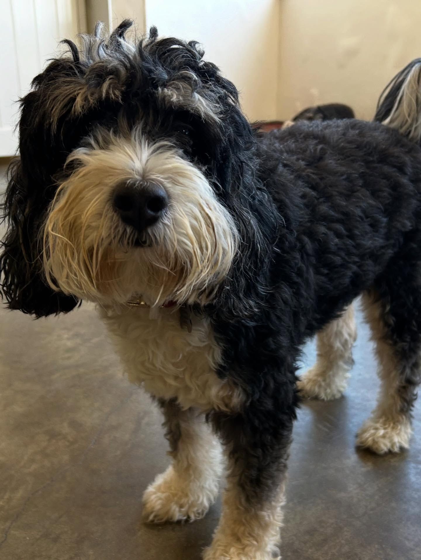A black and white curly-haired dog stands indoors on a gray floor, looking directly at the camera.