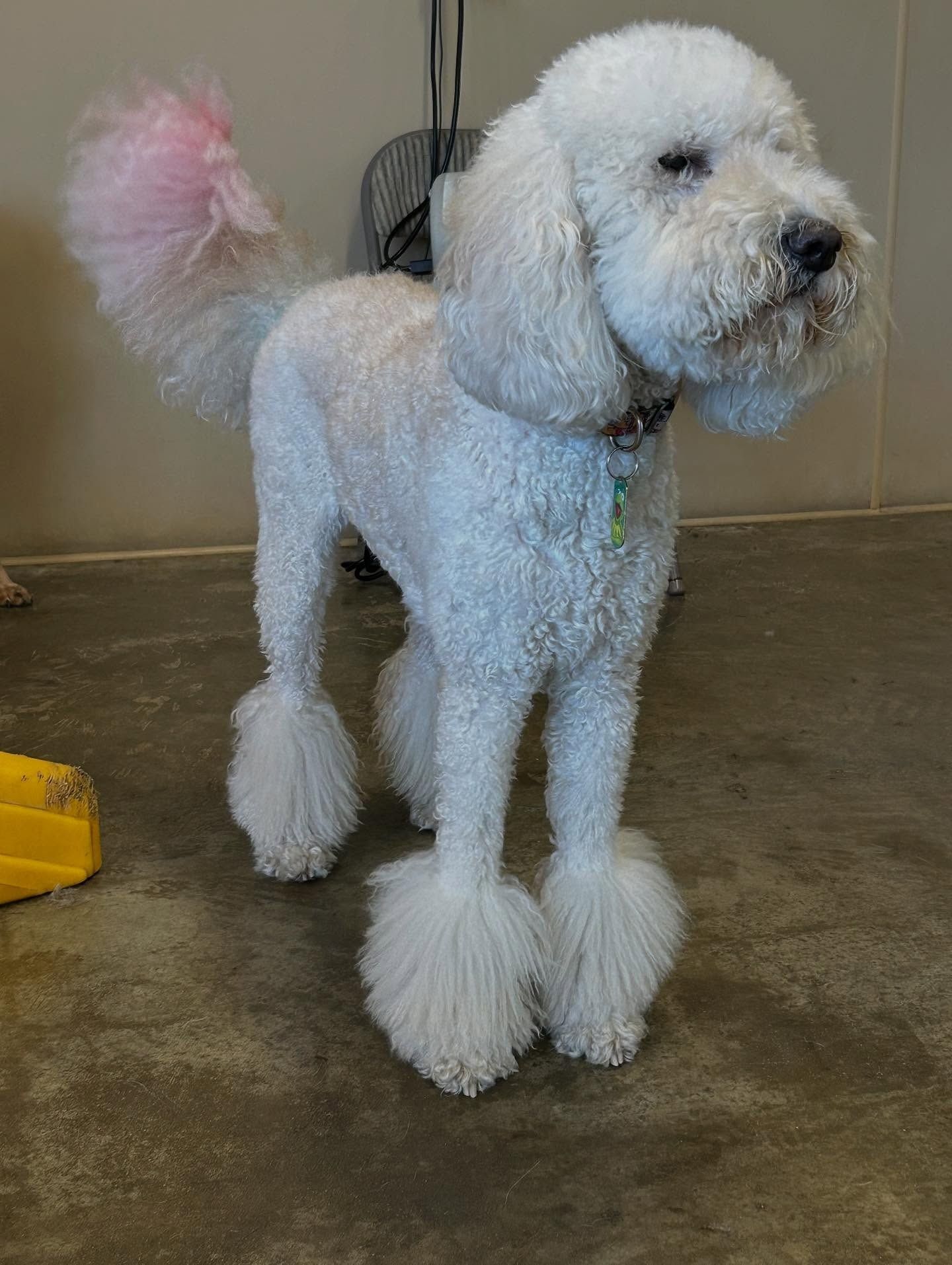 A white poodle standing on a concrete floor with a pink-dyed tail and pom-poms on its lower legs.