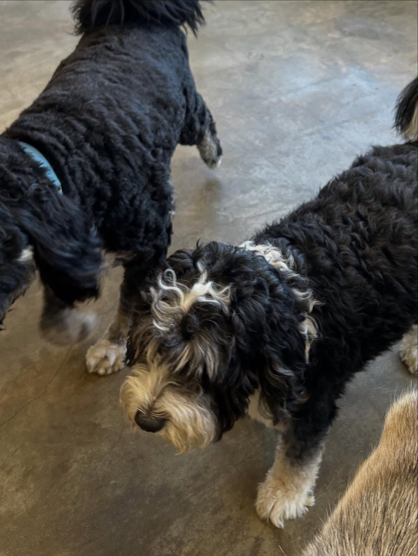 Two black and white curly-haired dogs standing on a concrete floor indoors.