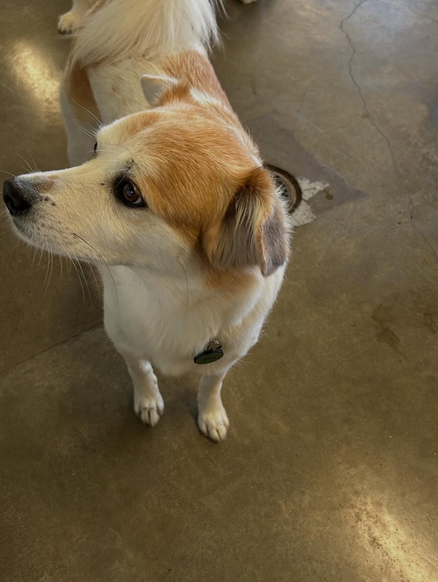 A medium-sized dog with white and tan fur stands on a smooth concrete floor, looking curiously to the left.