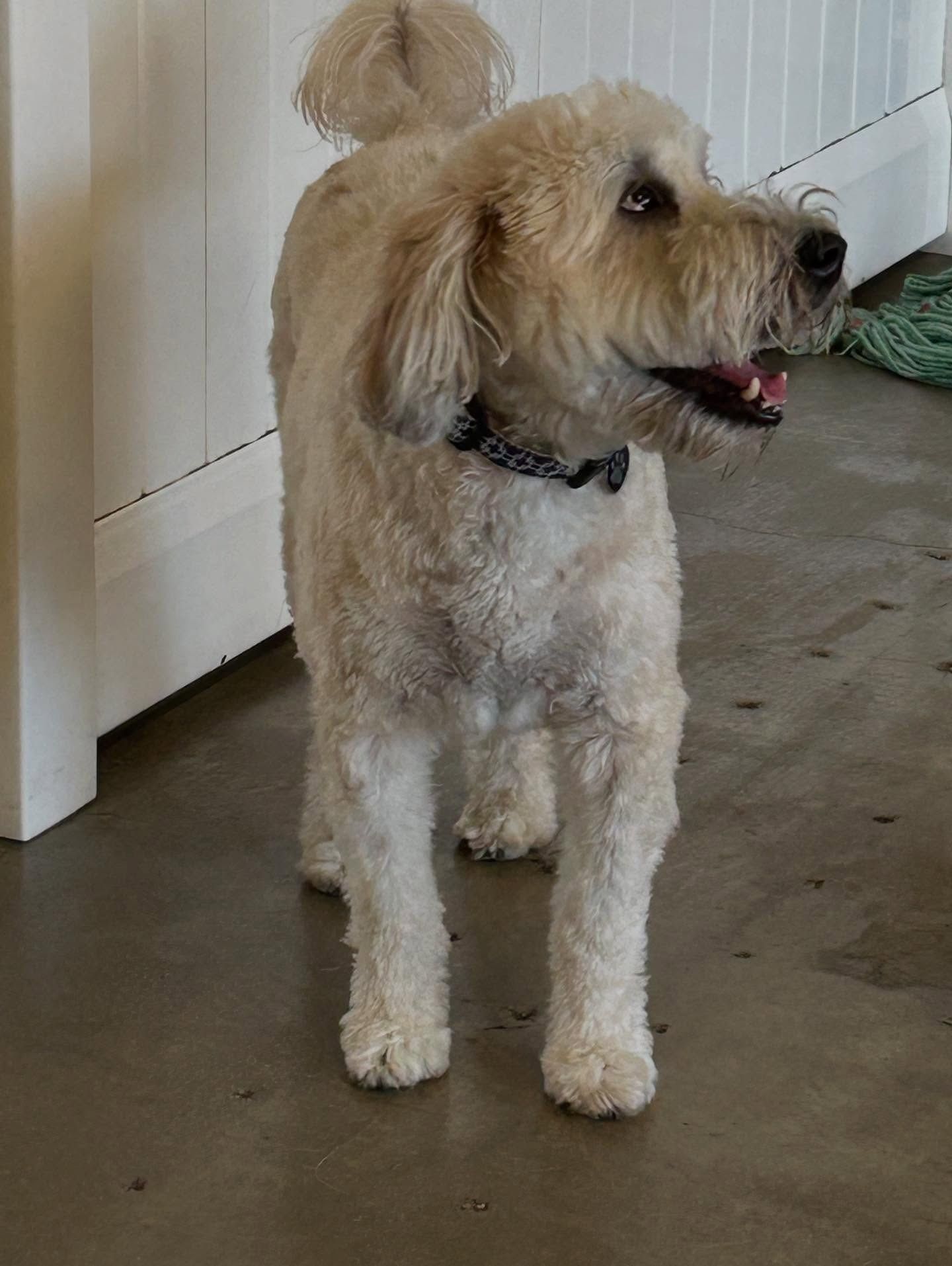A happy, cream-colored, curly-haired dog stands on a concrete floor indoors, wearing a patterned collar.