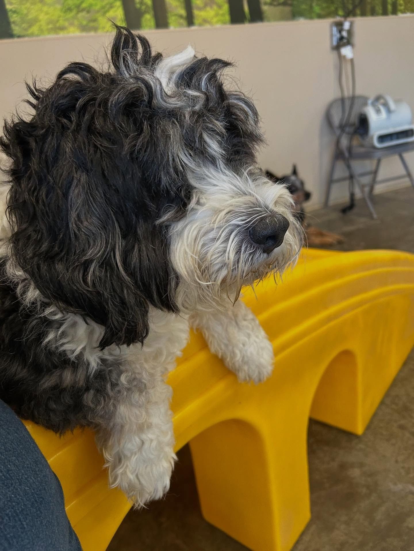 A black-and-white fluffy dog sits on a yellow play structure in an indoor play area.