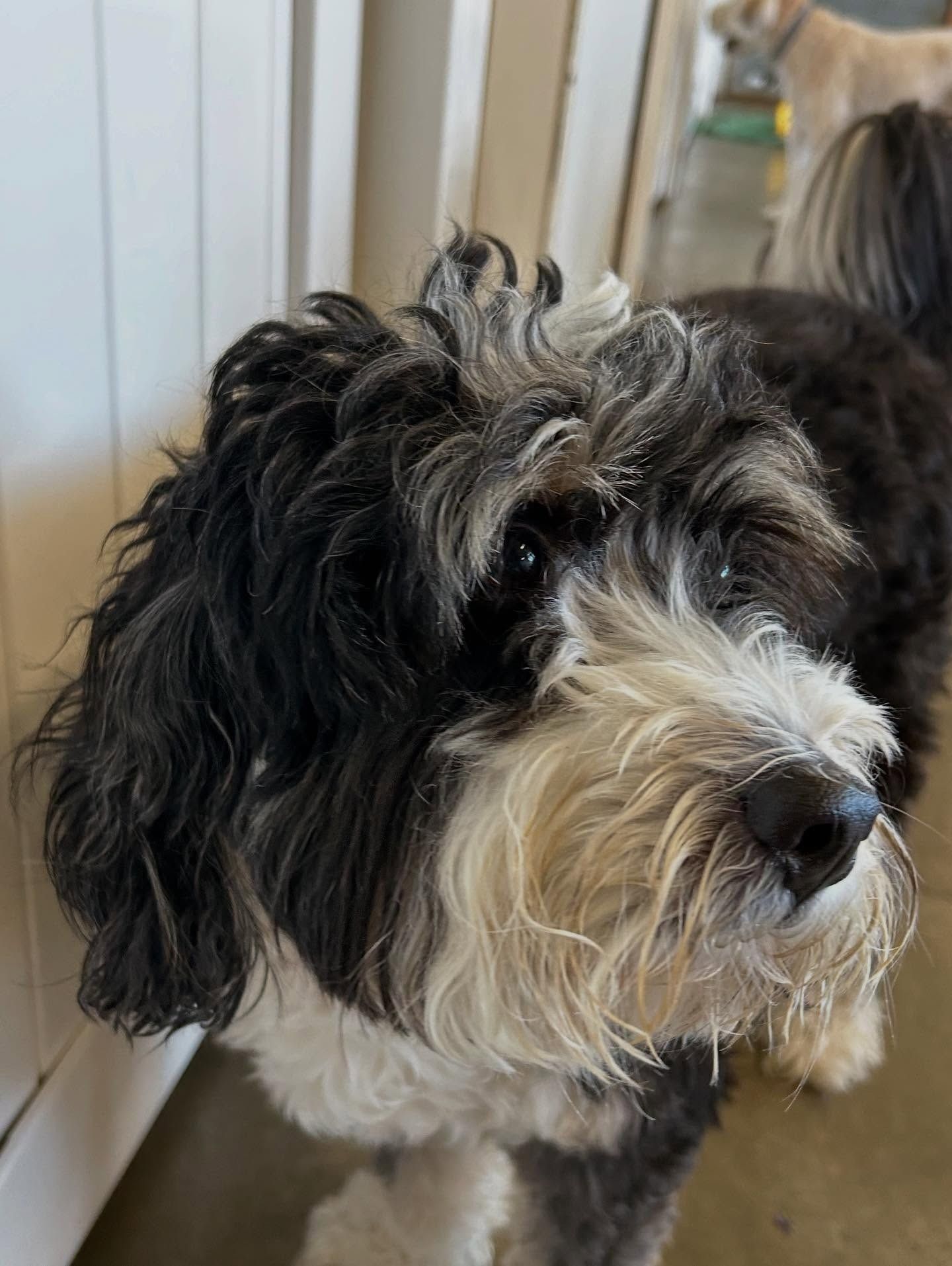 A fluffy, black-and-white doodle dog looks toward the right side of the frame in an indoor setting.