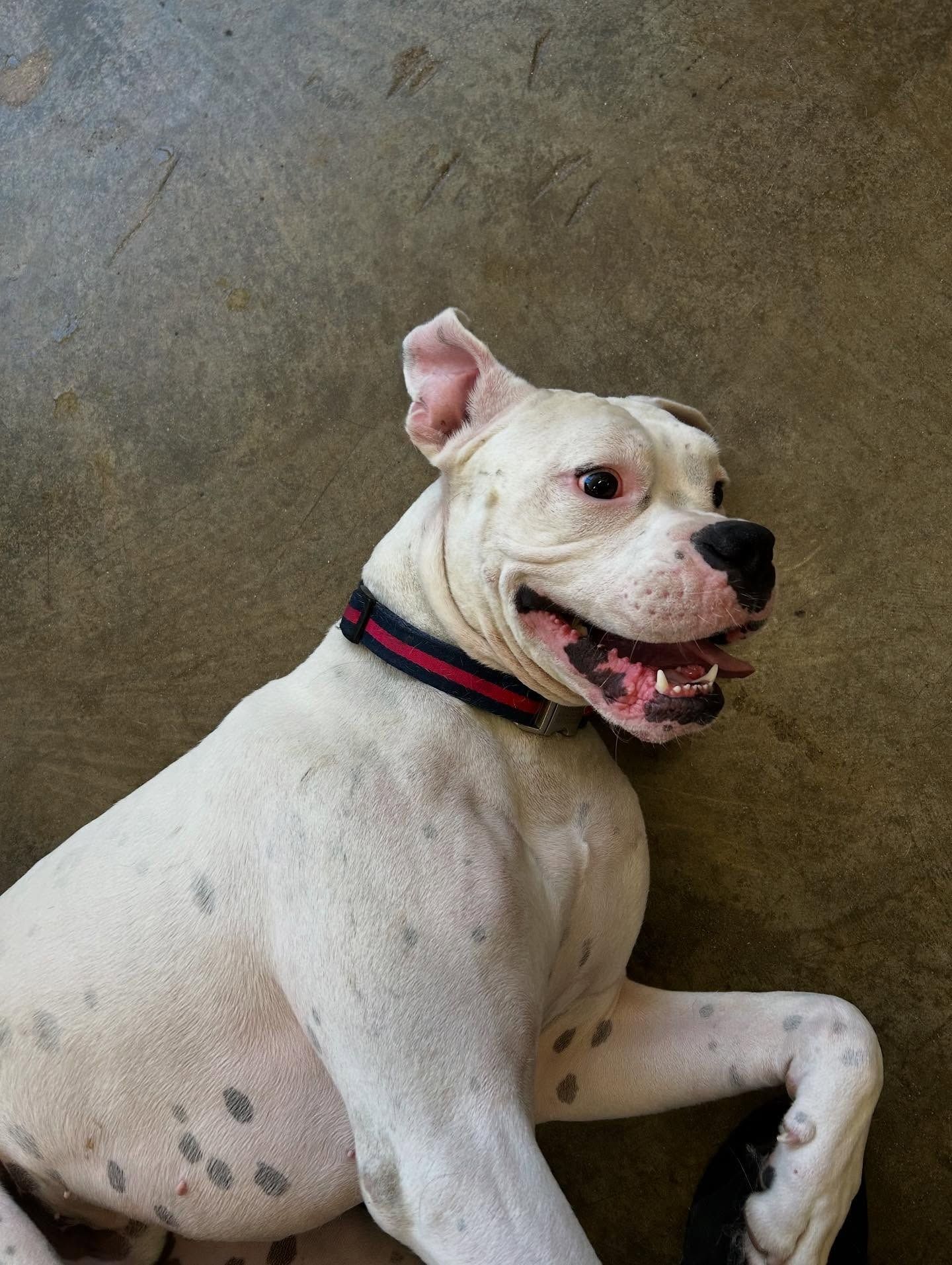 A white dog with dark spots, wearing a blue and red collar, lying on a concrete floor and looking up with a happy expression.
