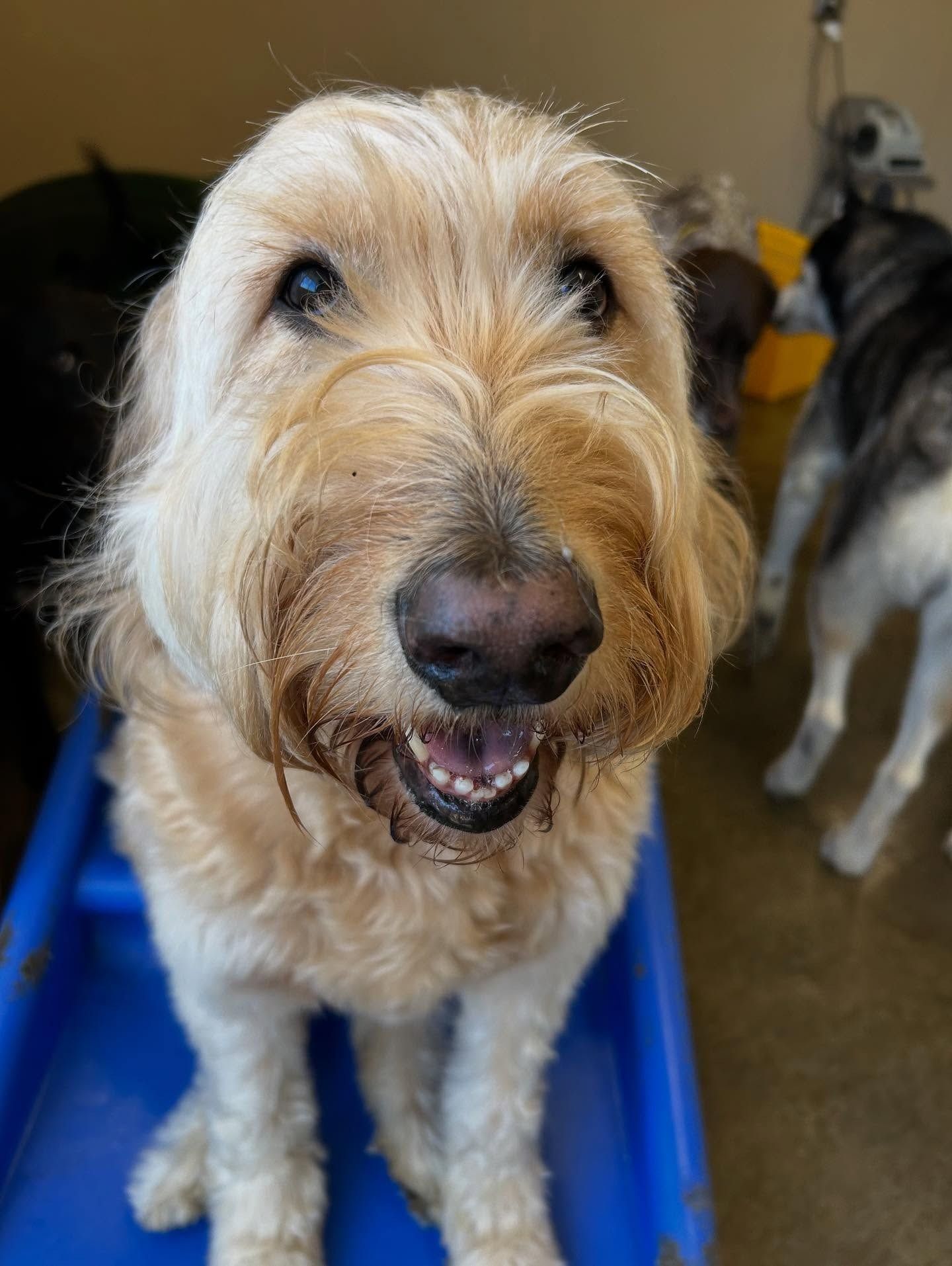 A close-up of a smiling, scruffy tan dog looking at the camera, standing in a blue tub with other dogs blurred nearby.