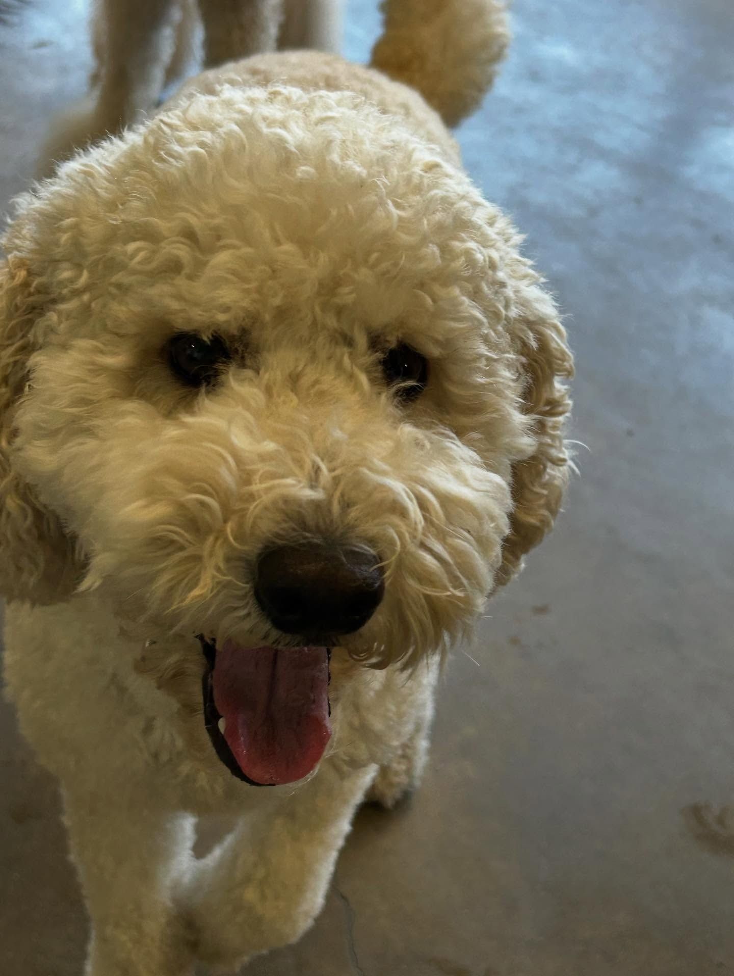 A happy, cream-colored Goldendoodle with curly fur looking up at the camera with its tongue hanging out.