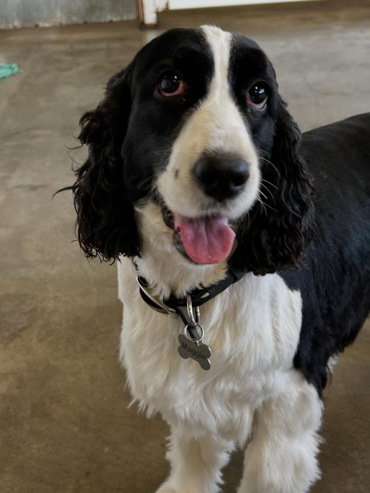 A happy black and white spaniel dog with floppy ears and a collar stands on a concrete floor, looking at the camera.