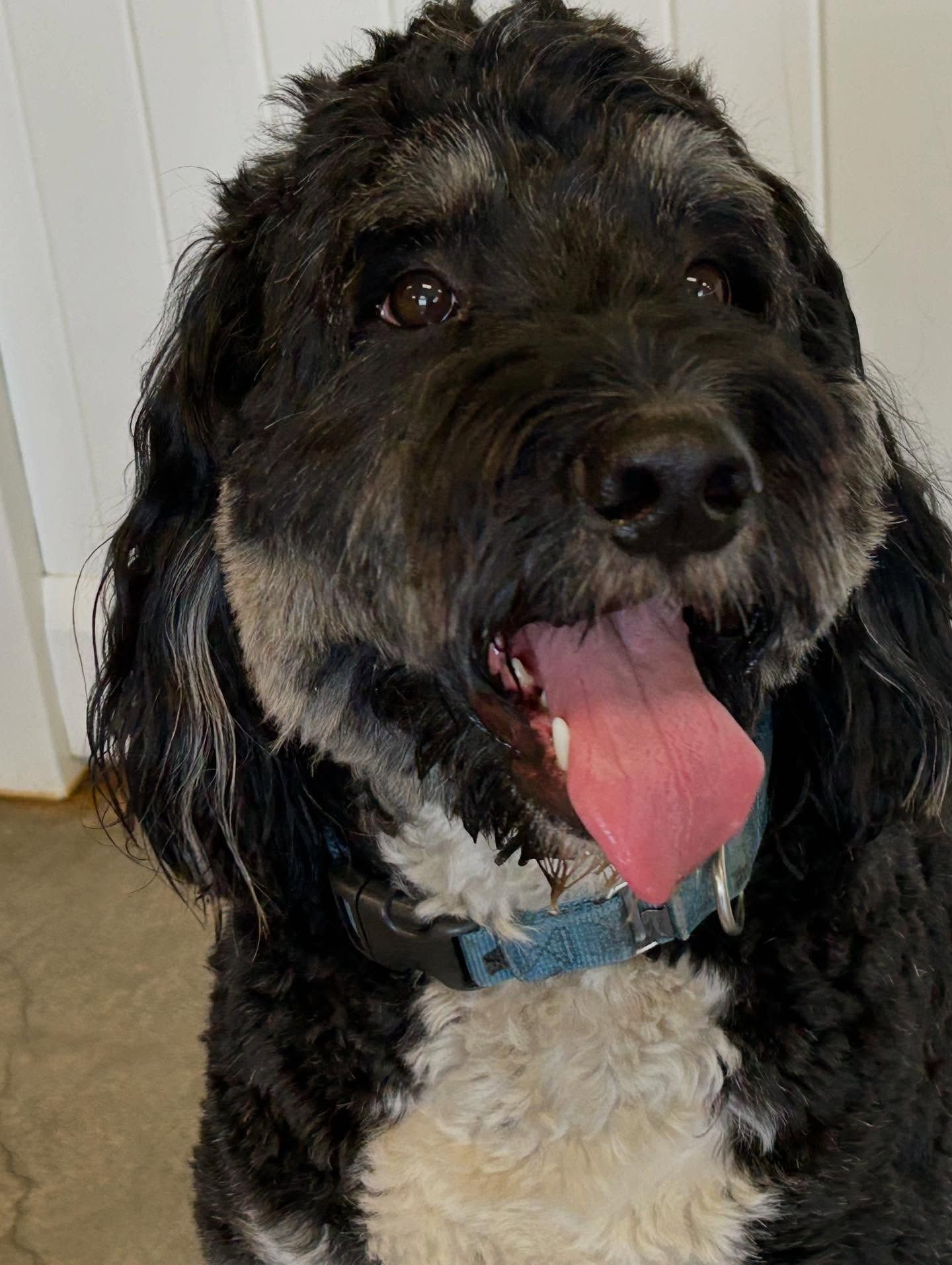 A black and white dog with curly fur and a blue collar looking up with a happy expression and its tongue hanging out.