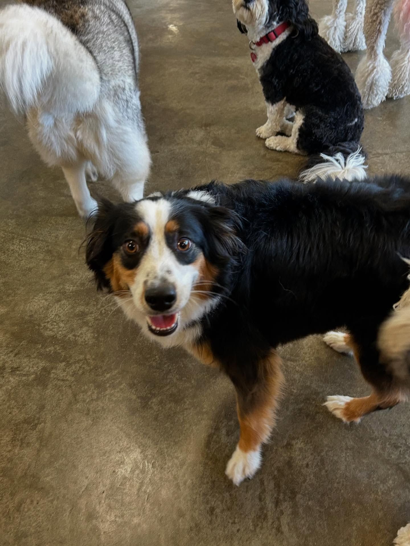 An Australian Shepherd looks at the camera with a happy expression in a room, with two other dogs nearby.