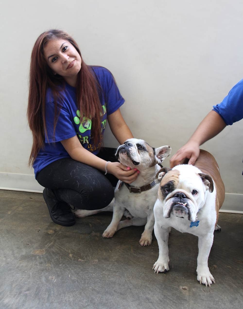 A person in a blue shirt pets one of two bulldogs sitting on a grey floor against a white wall.