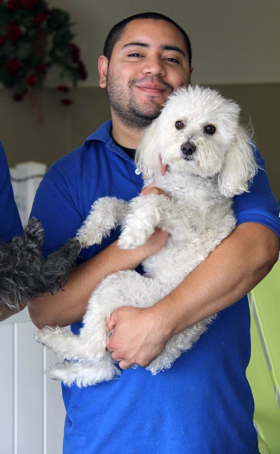 A person in a blue polo shirt holds a fluffy white dog in their arms.