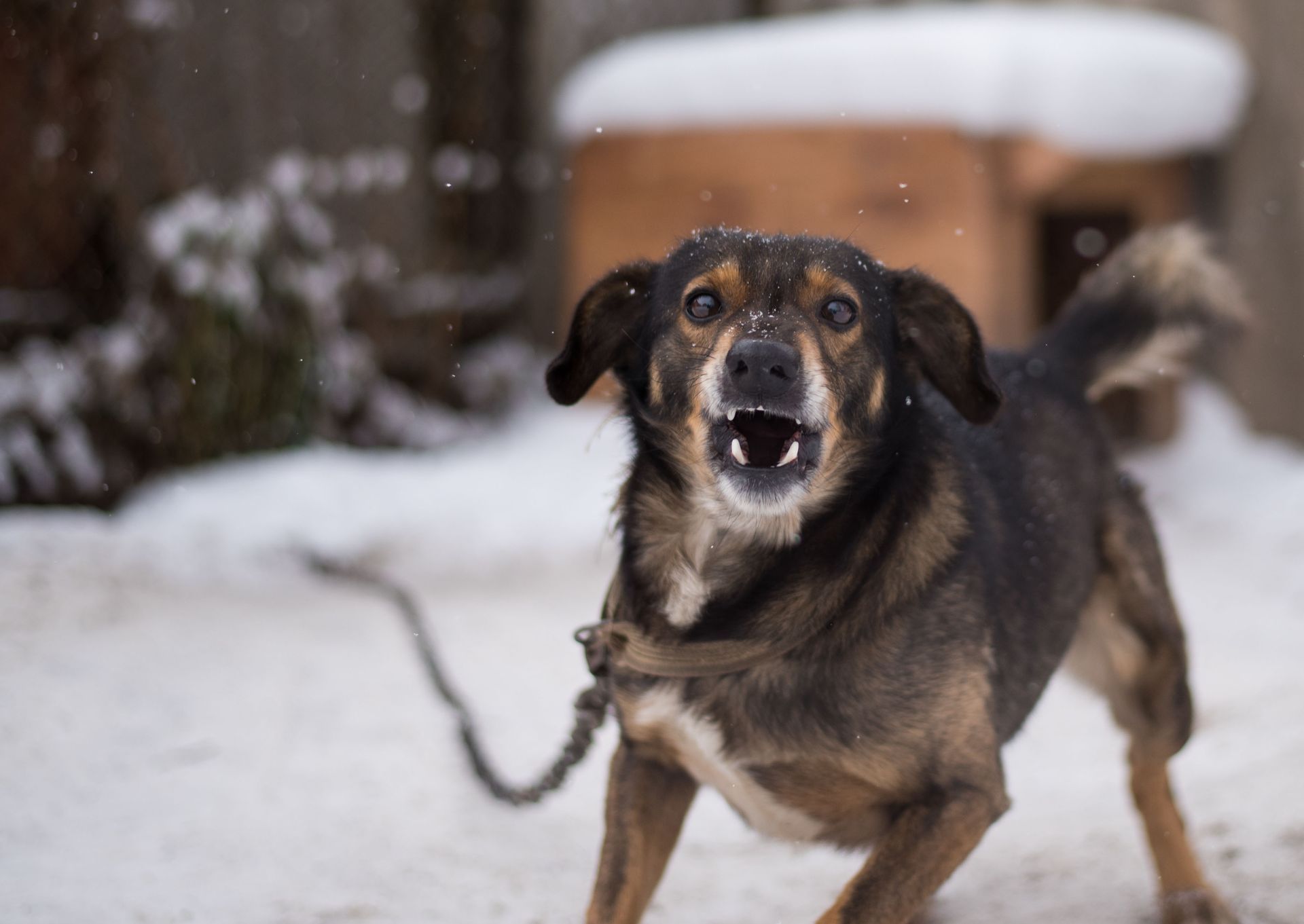 Black and tan dog on a leash standing in snow, looking toward the camera with mouth open.