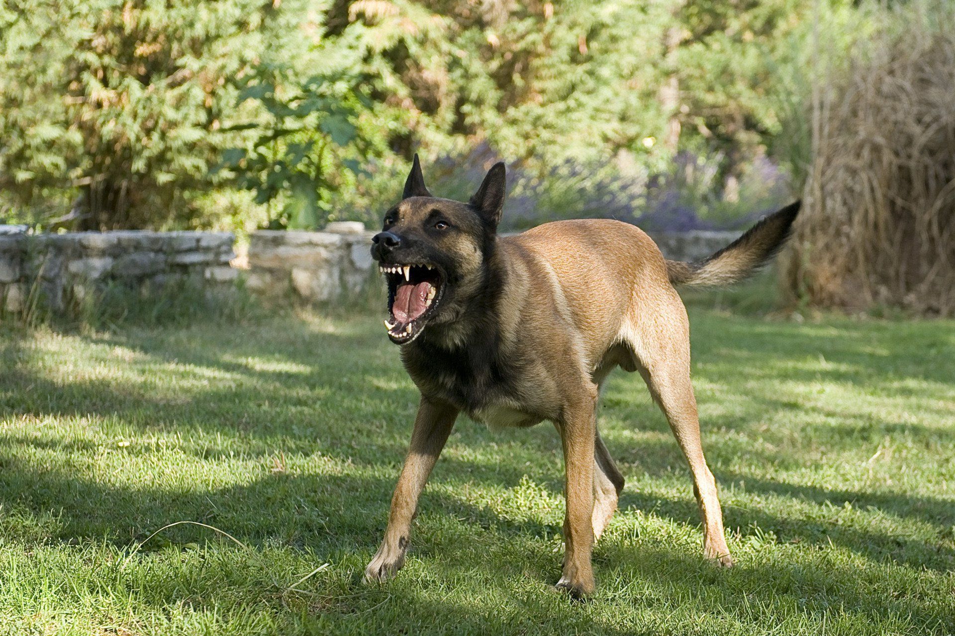 Belgian Malinois standing on grass with mouth open, in a park-like setting.