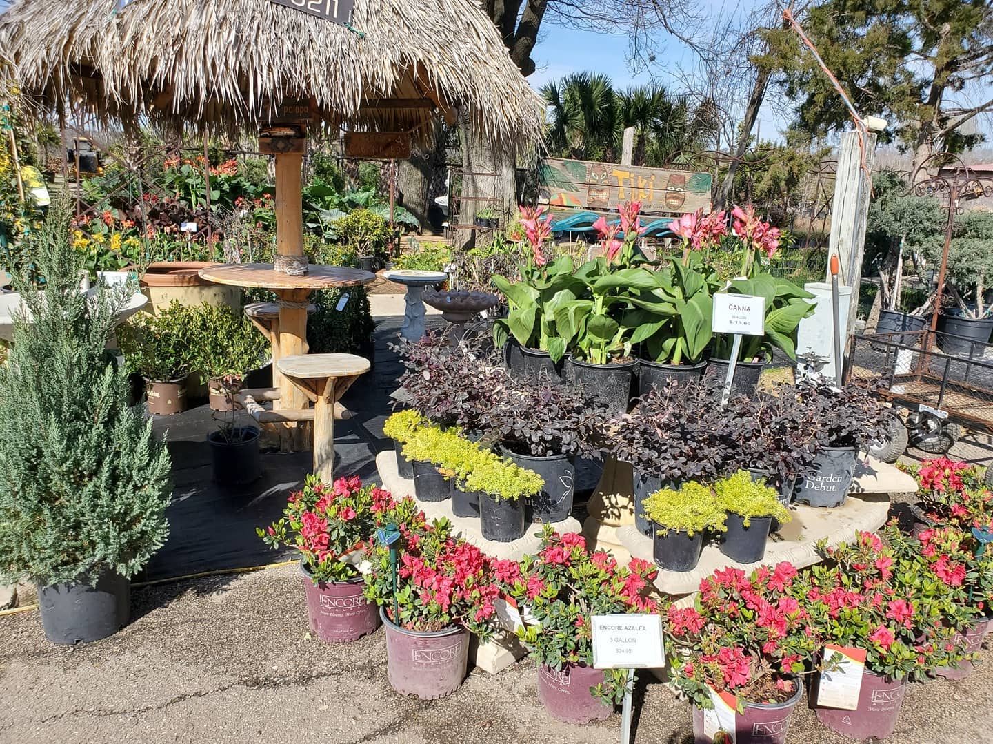 North Texas Palms & Pottery LLC Nursery McKinney, TX