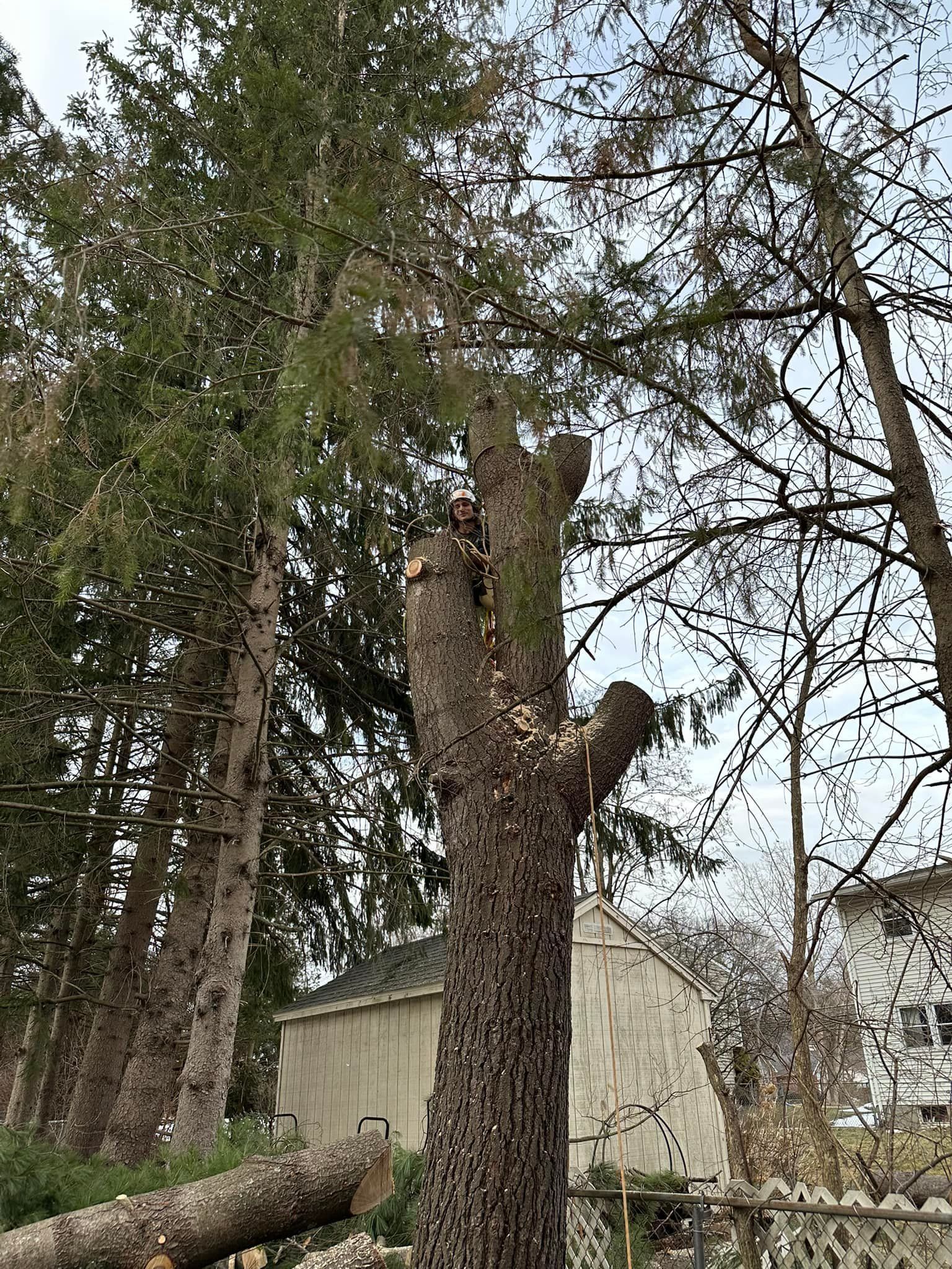 A tree with a lot of branches is being cut down.
