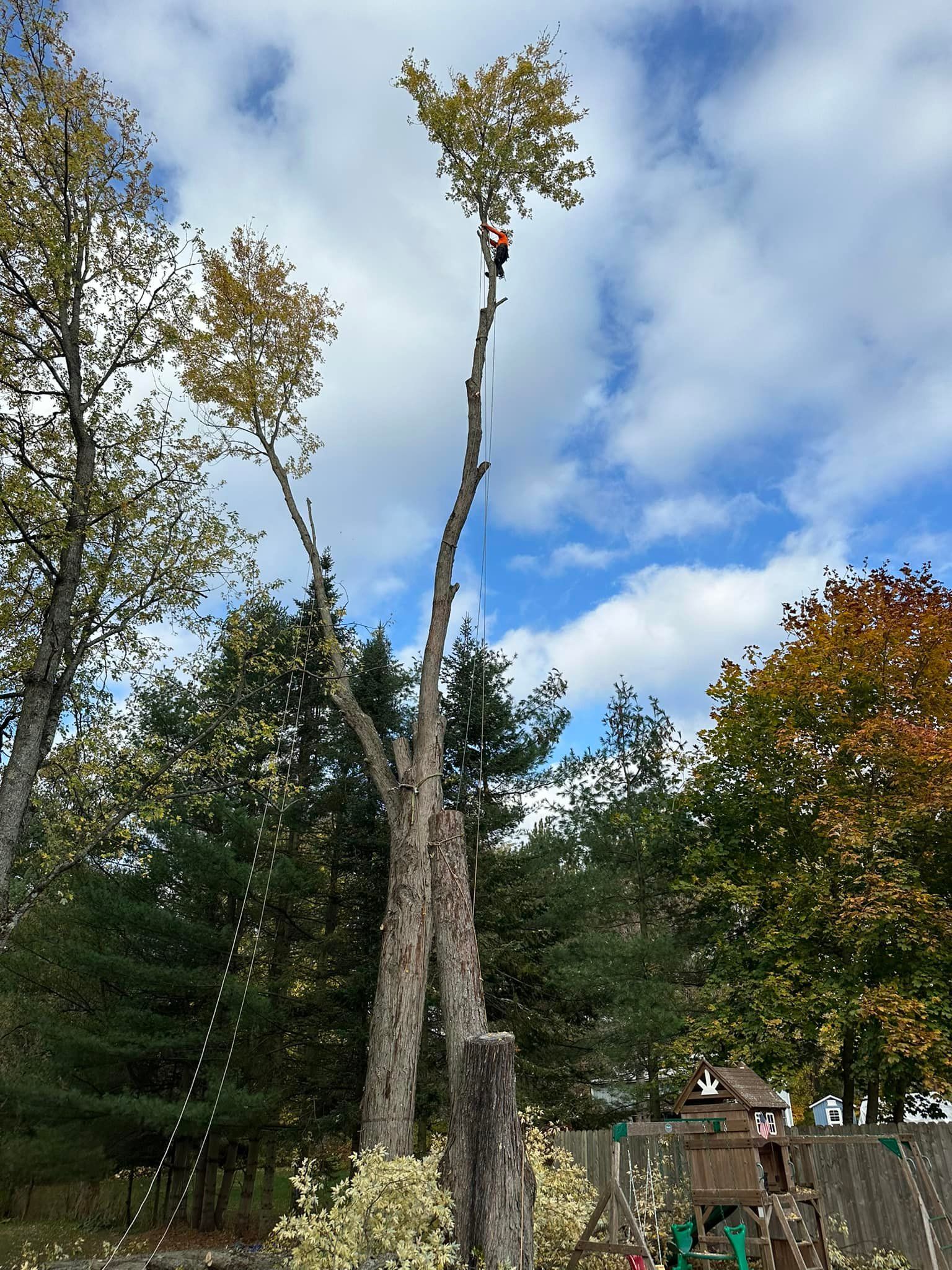 A man is climbing up a tree in a forest.
