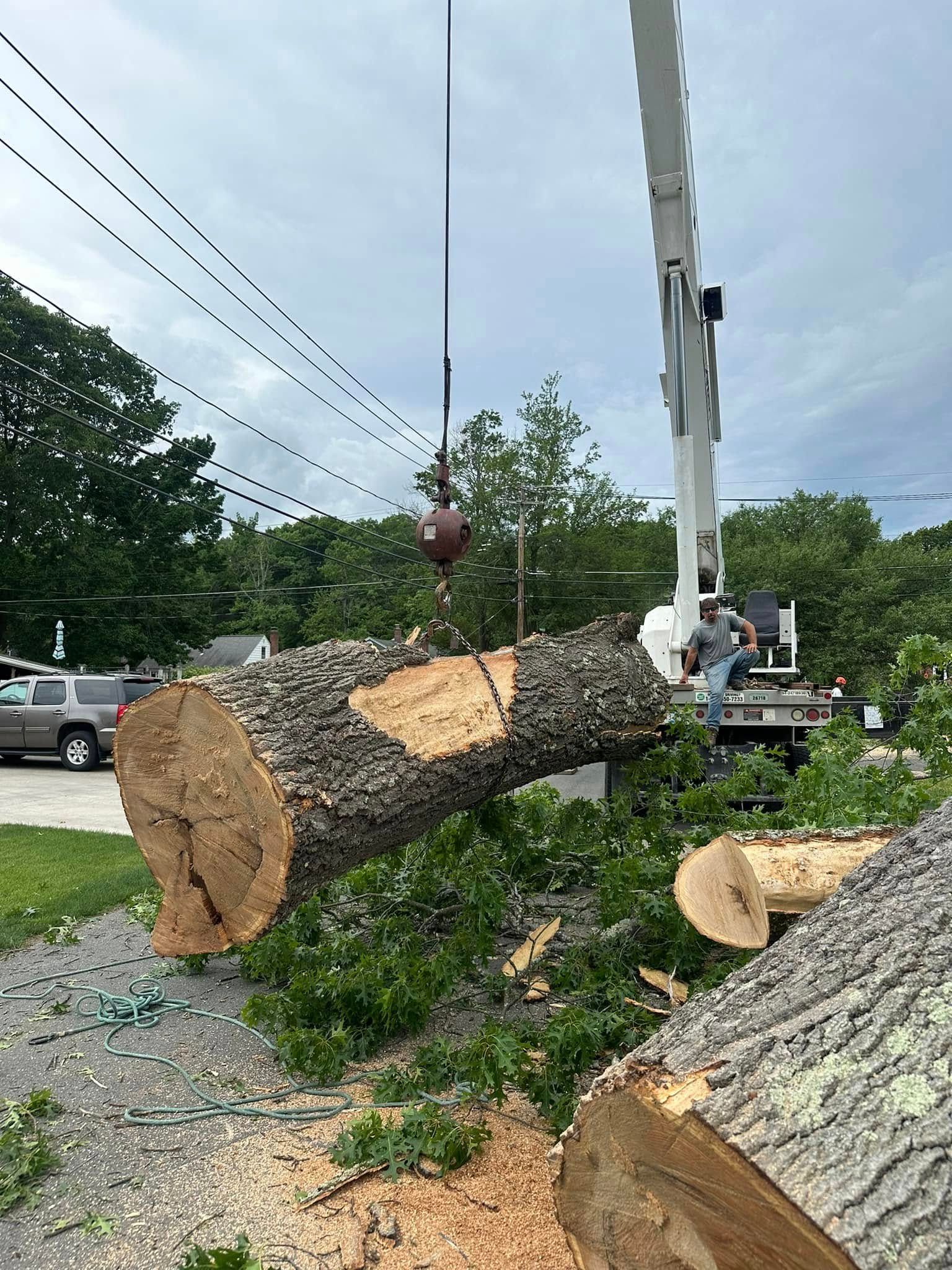 A large tree is being cut down by a crane.