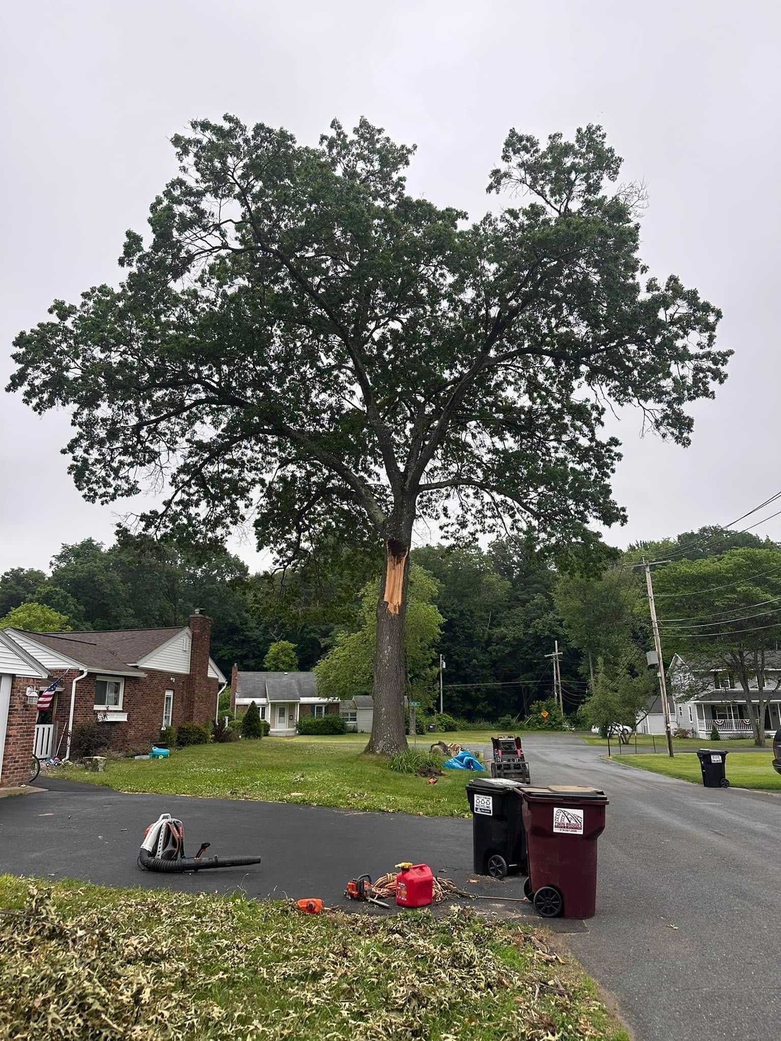 A tree that has been struck by a lightning bolt in a residential neighborhood.