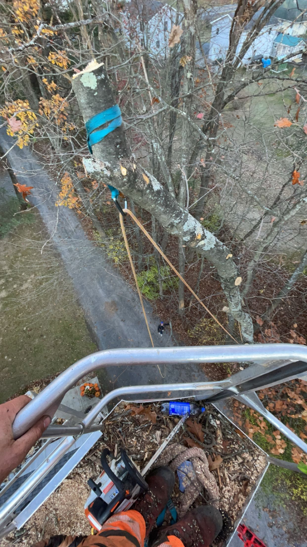 A person is cutting a tree with a chainsaw.