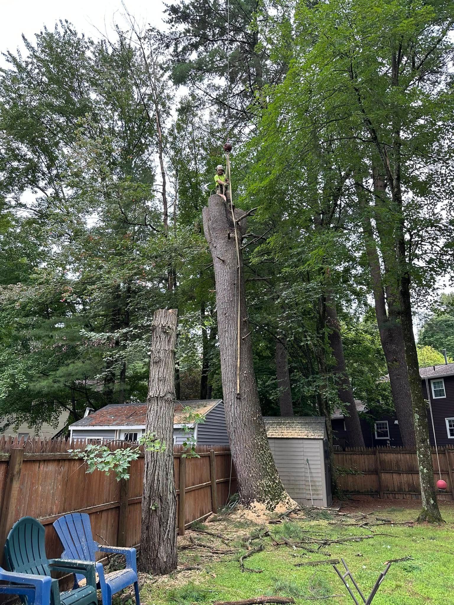 A tree that has been cut down in a backyard with a fence and chairs.